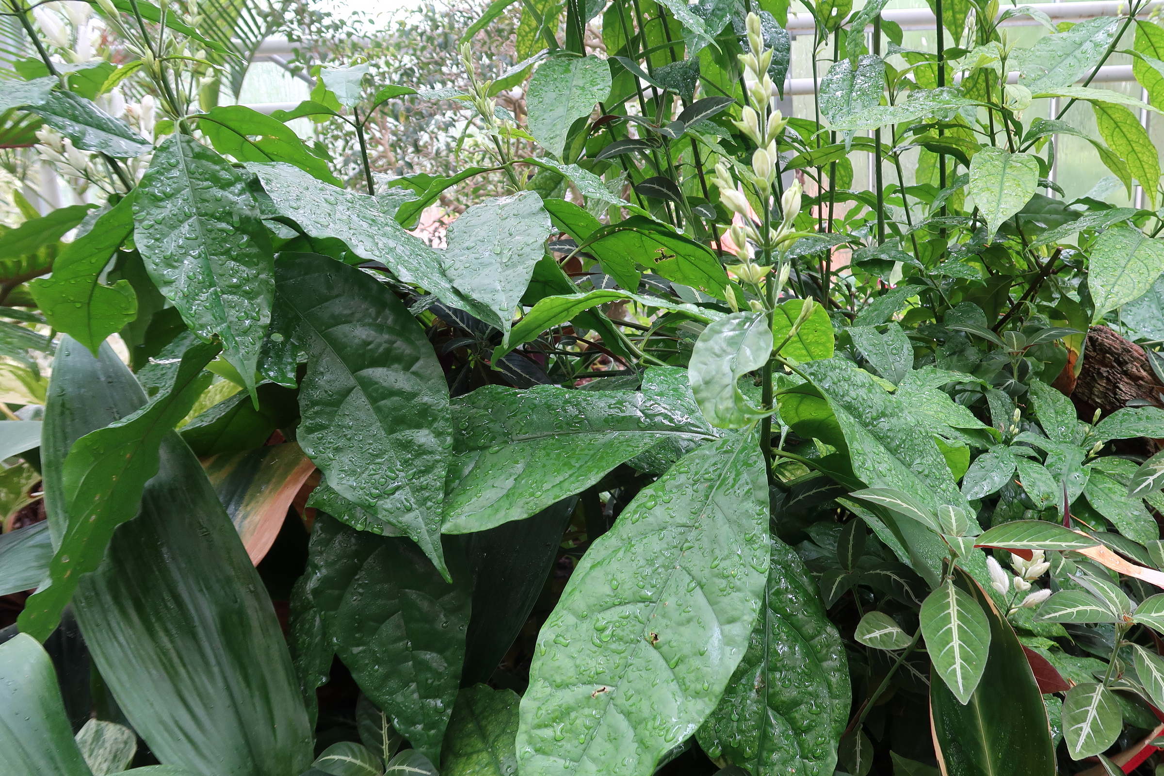 whitfieldia_elongata1md