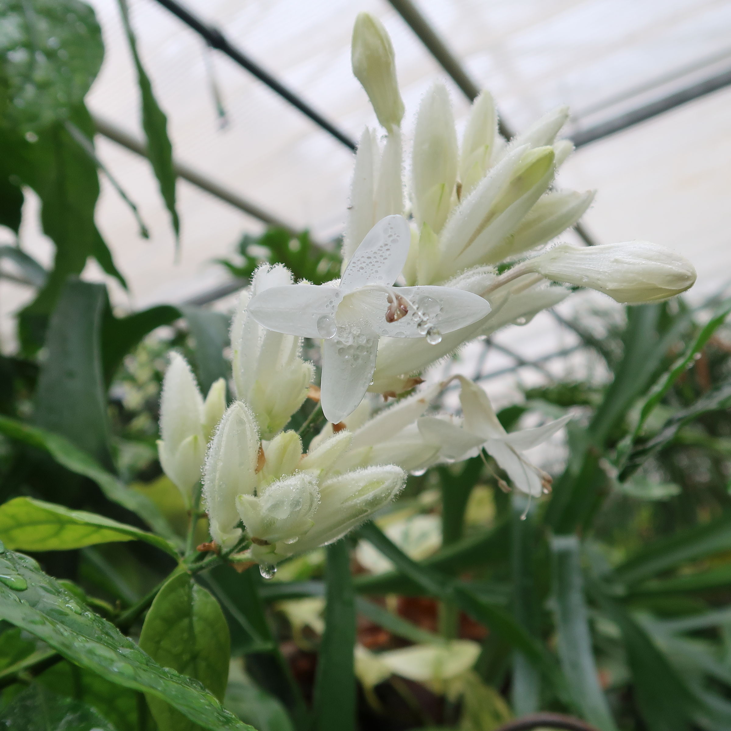 whitfieldia_elongata2md