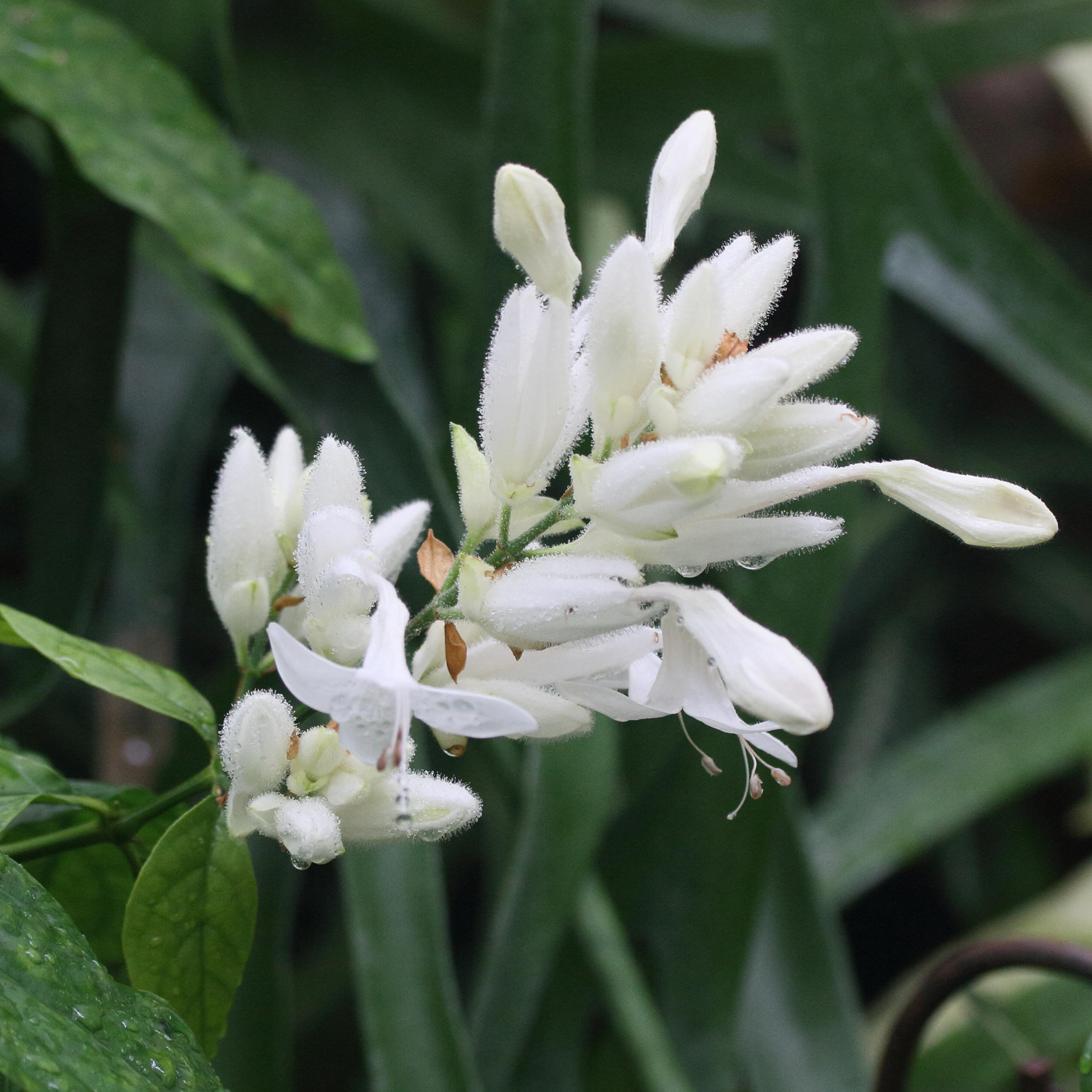 whitfieldia_elongata3md