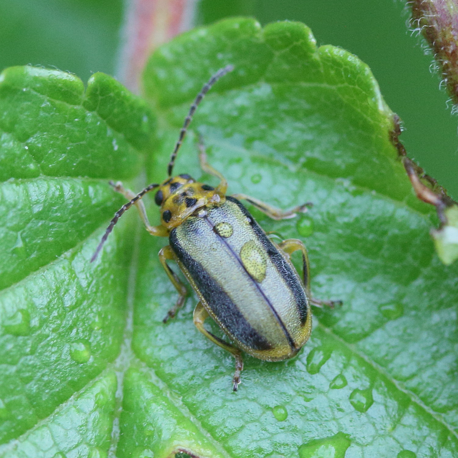 xanthogaleruca_luteola3md