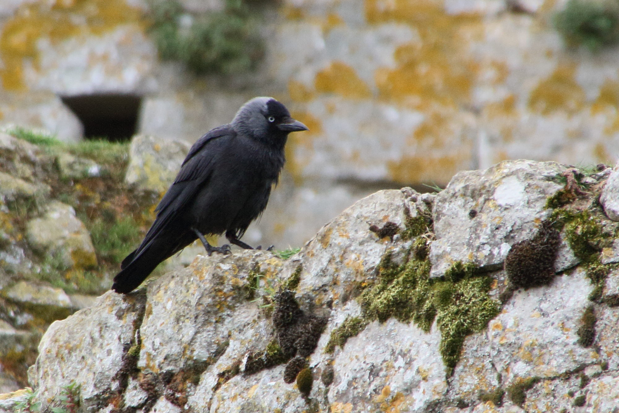 choucas_des_tours_-_corvus_monedula9mdjpg