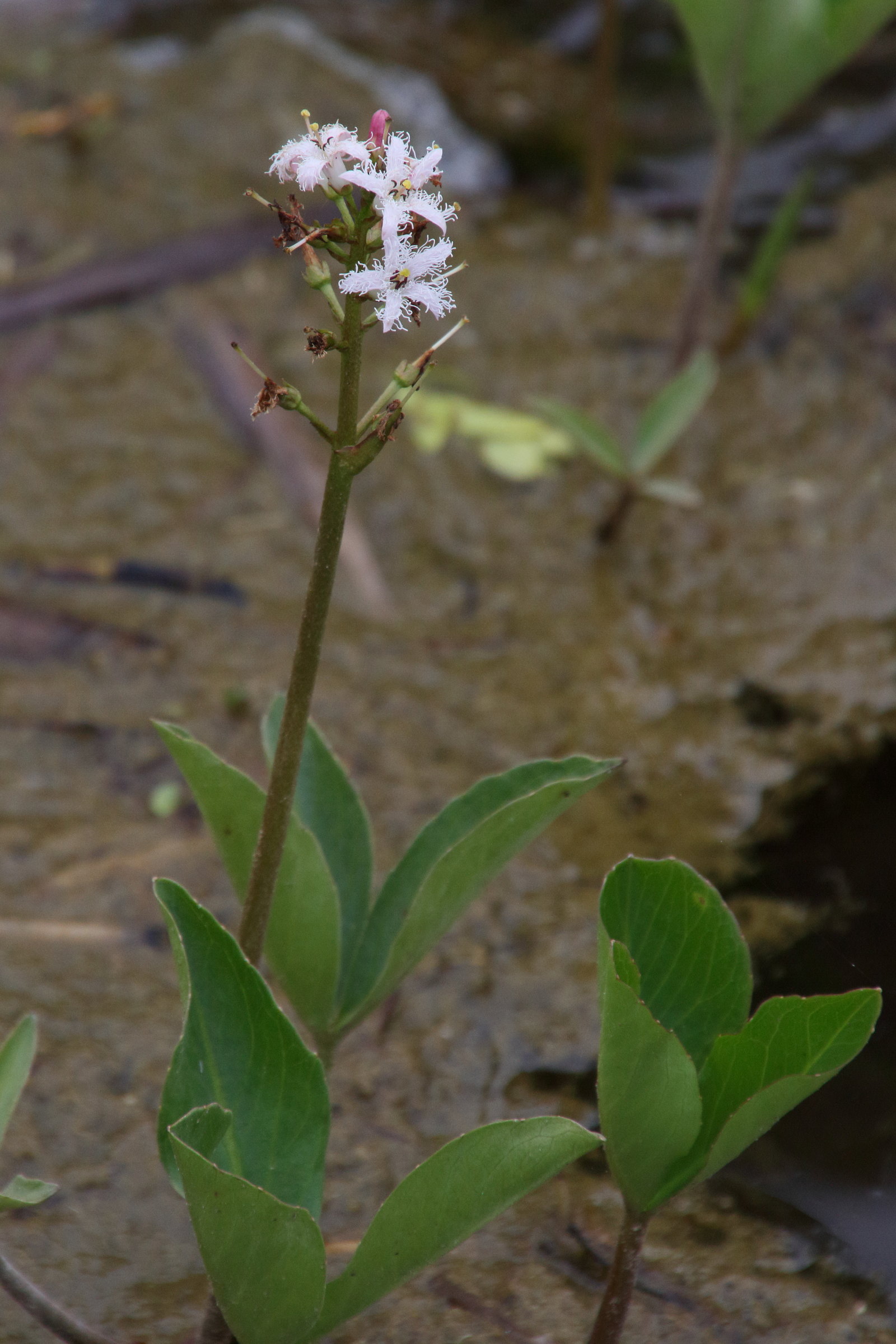 Afficher le média menyanthes_trifoliata6md menyanthes_trifoliata6md