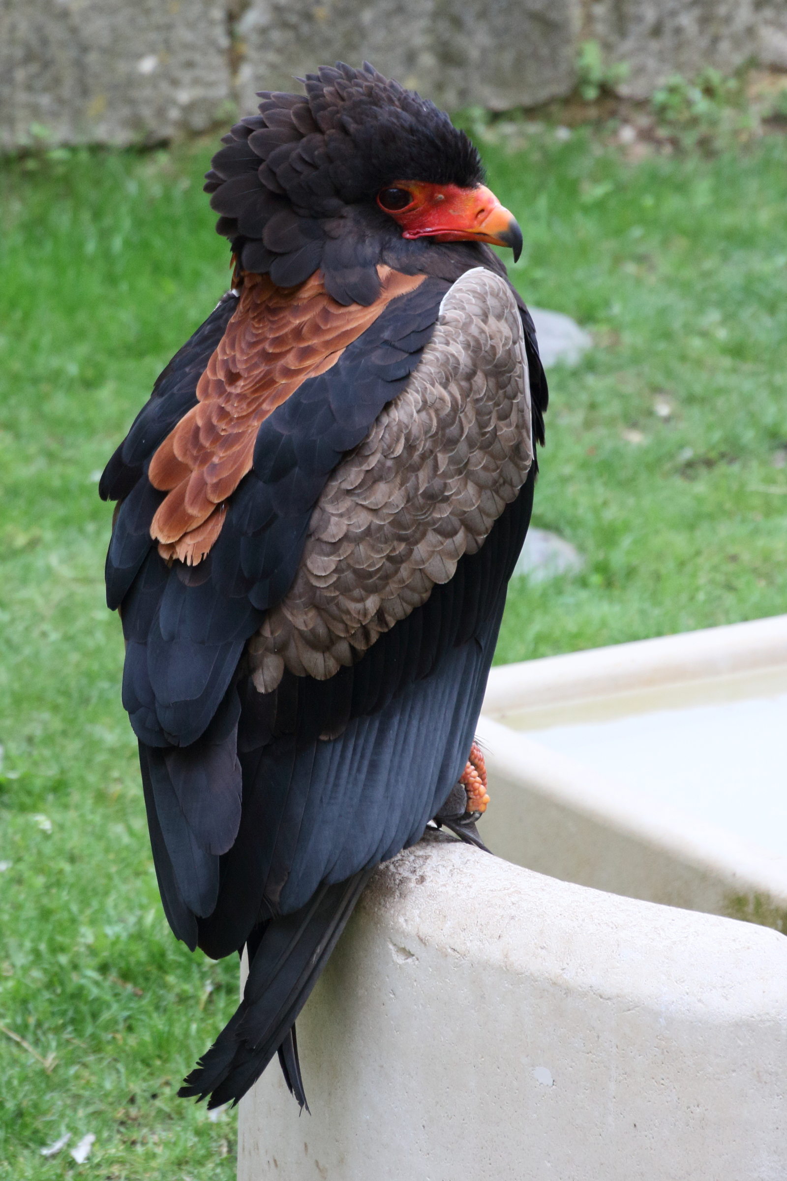 Afficher le média aigle_bateleur_-_terathopius_ecaudatus3md aigle_bateleur_-_terathopius_ecaudatus3md