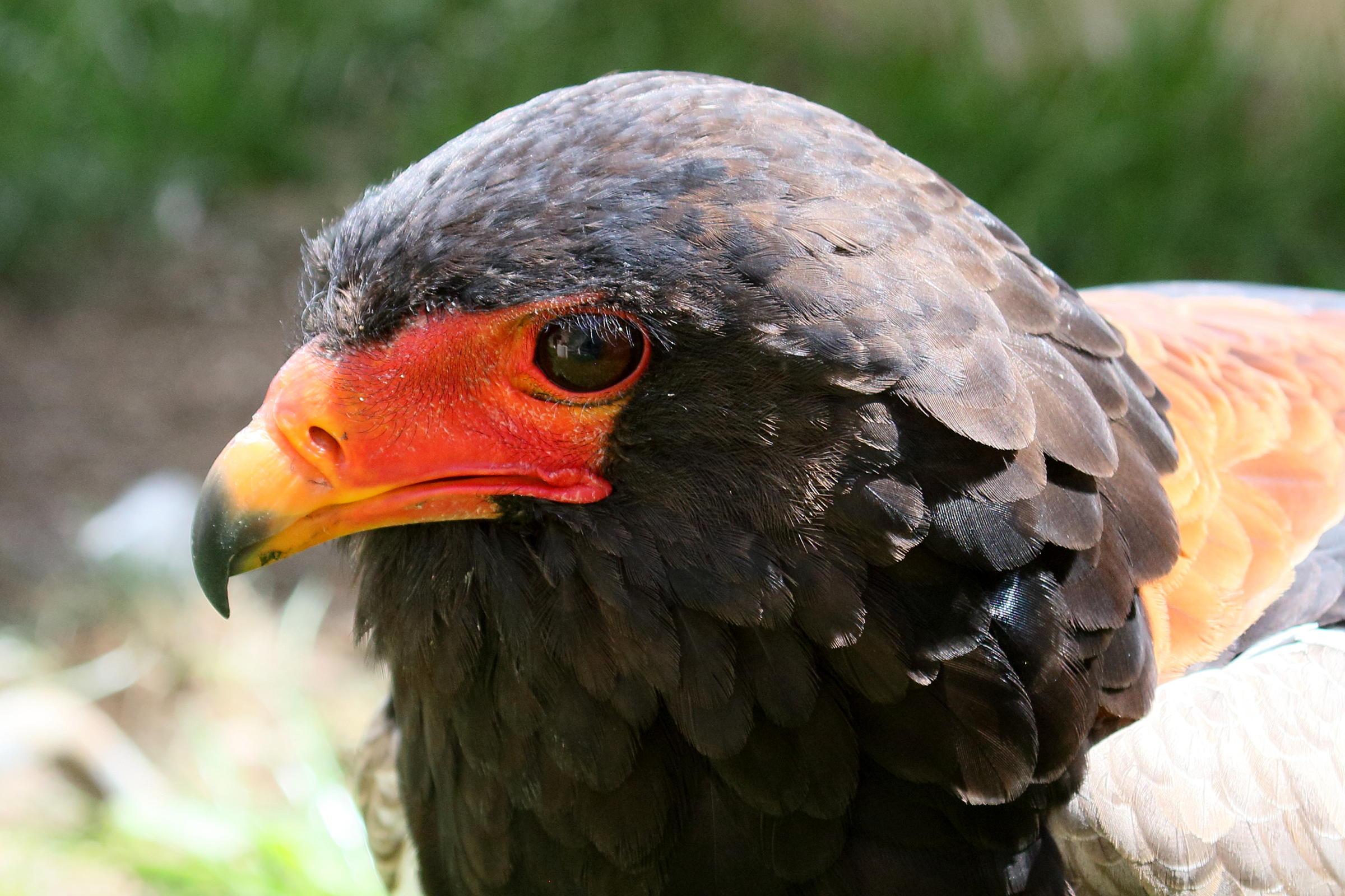 Afficher le média aigle_bateleur_-_terathopius_ecaudatus4bd aigle_bateleur_-_terathopius_ecaudatus4bd