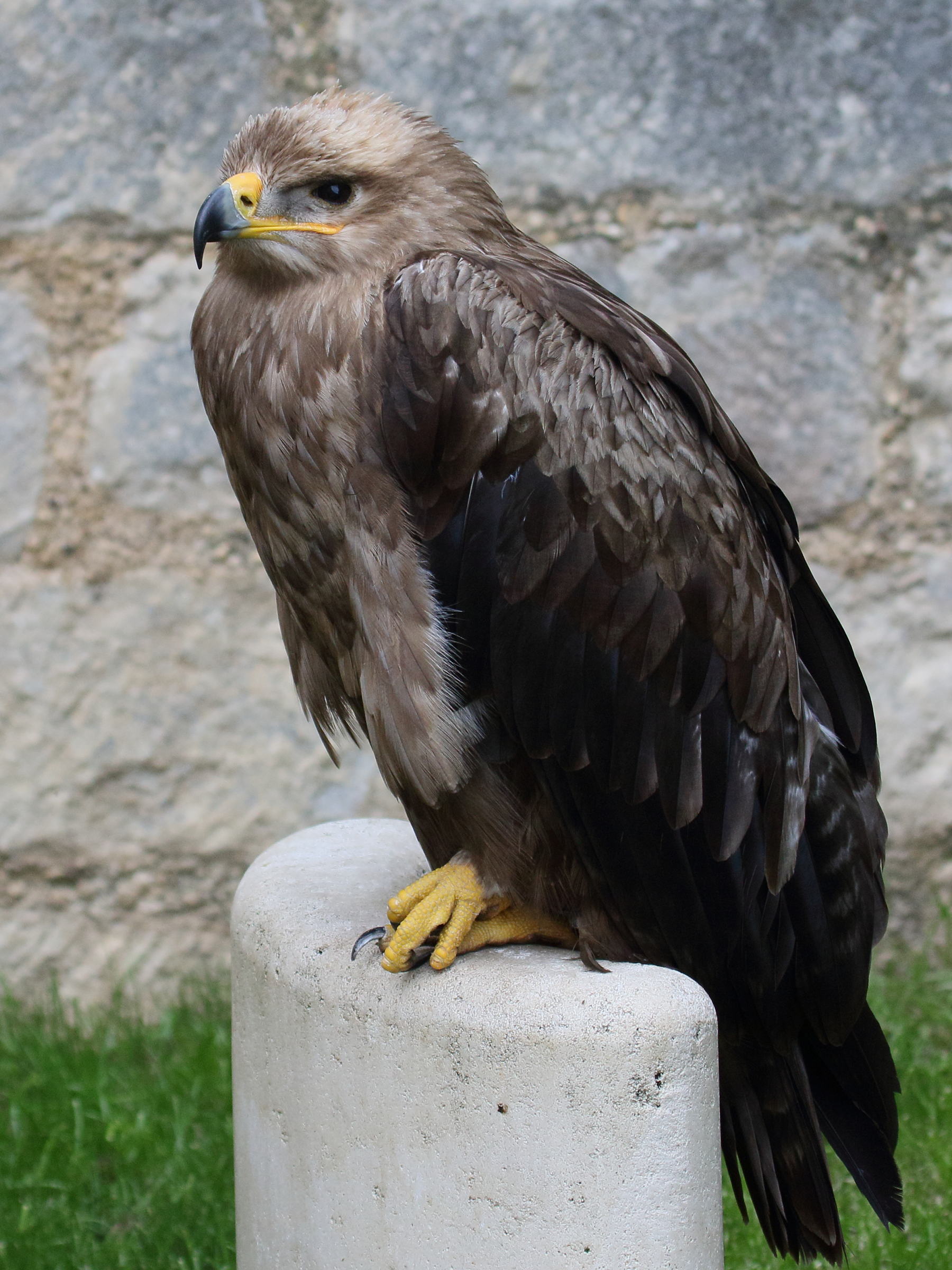 aigle_ravisseur_-_aquile_rapax2bd