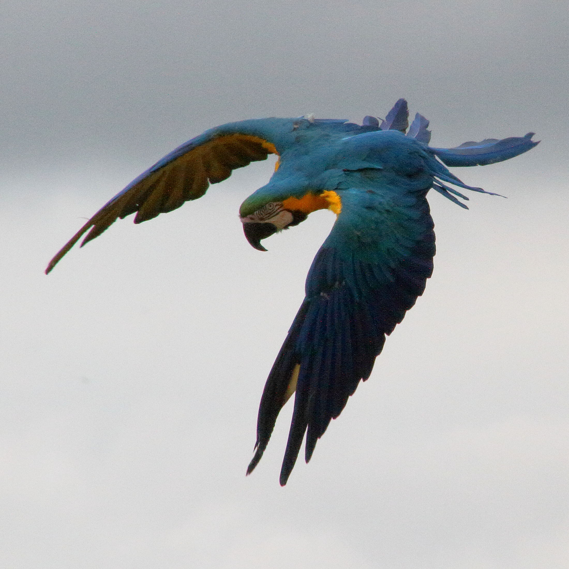 ara_bleu_-_ara_ararauna4md