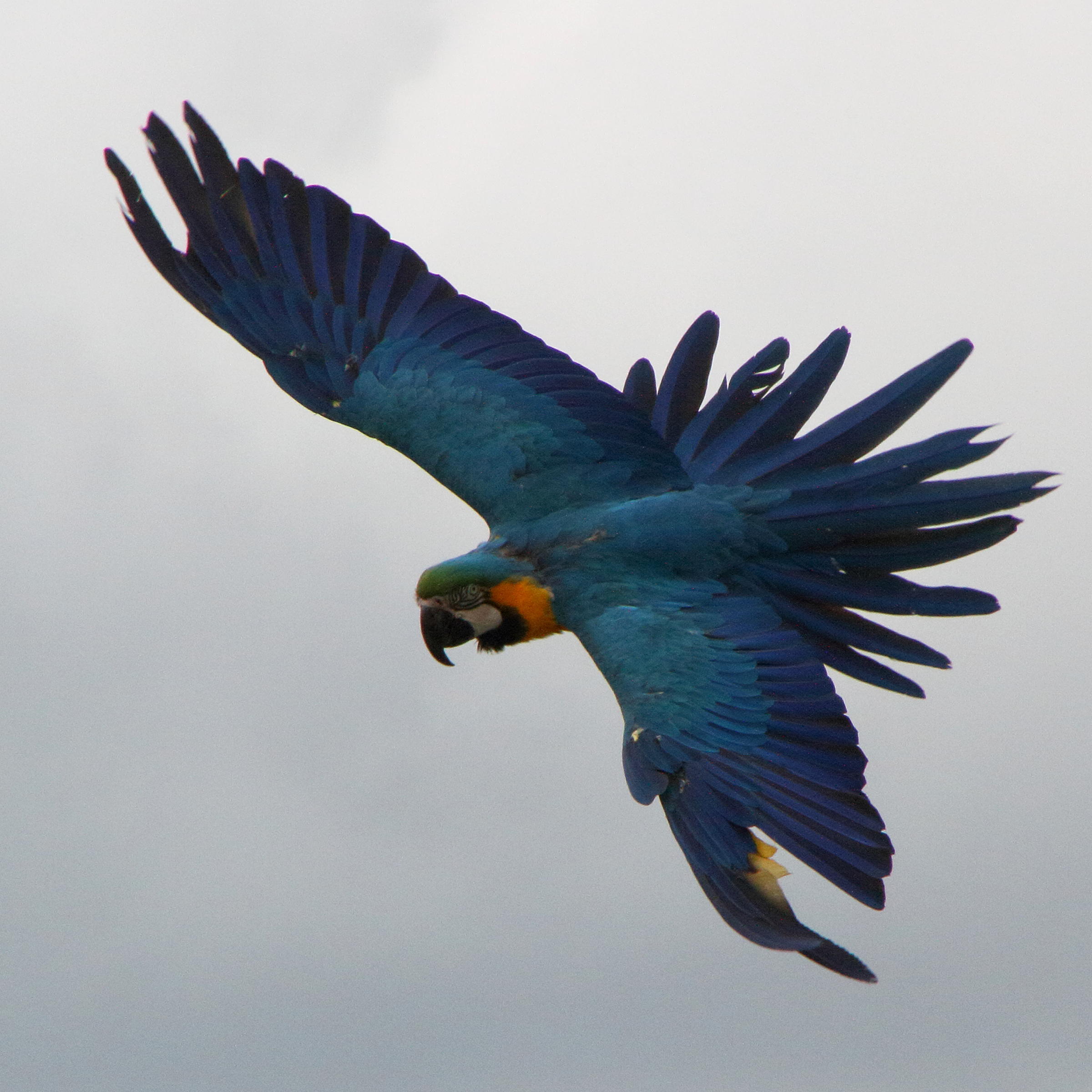 ara_bleu_-_ara_ararauna5md