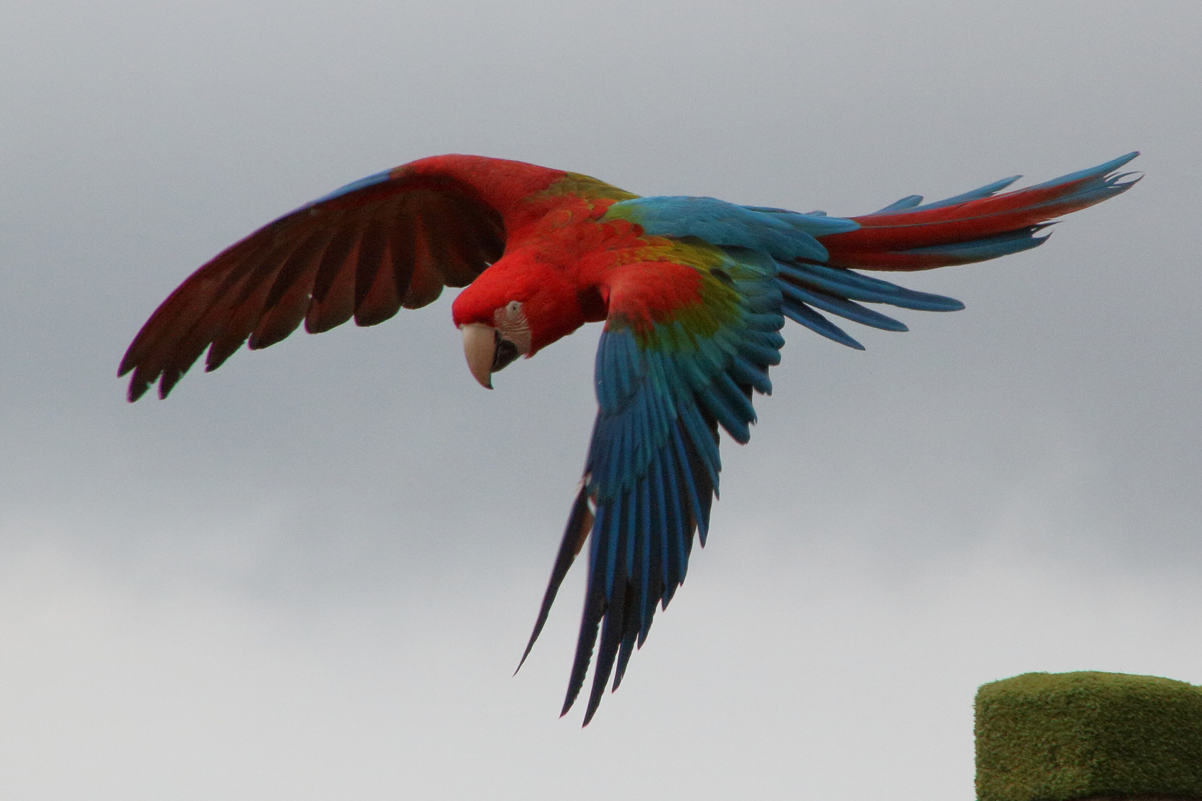 ara_chloroptere_-_ara_chloropterus3md