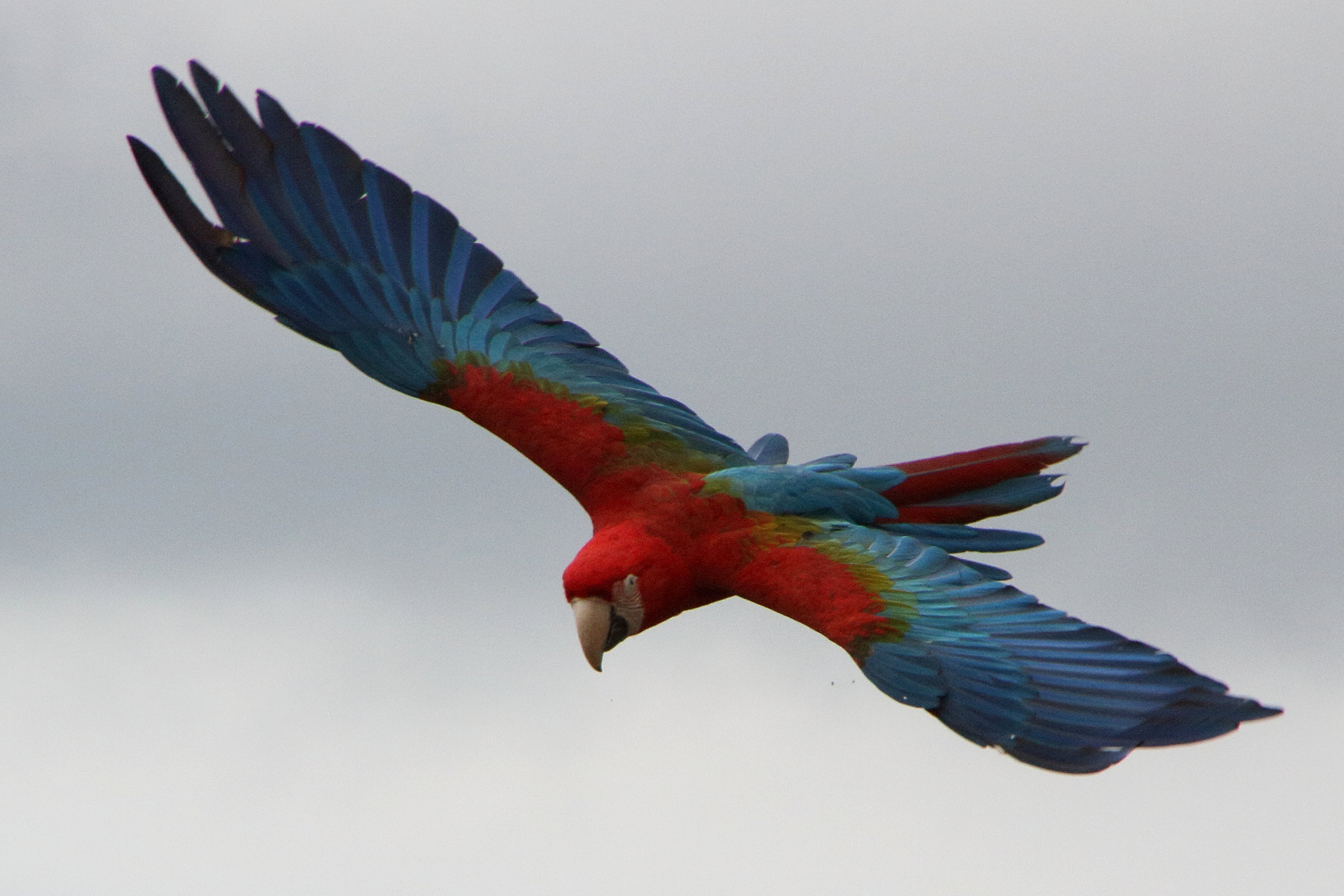 ara_chloroptere_-_ara_chloropterus4md