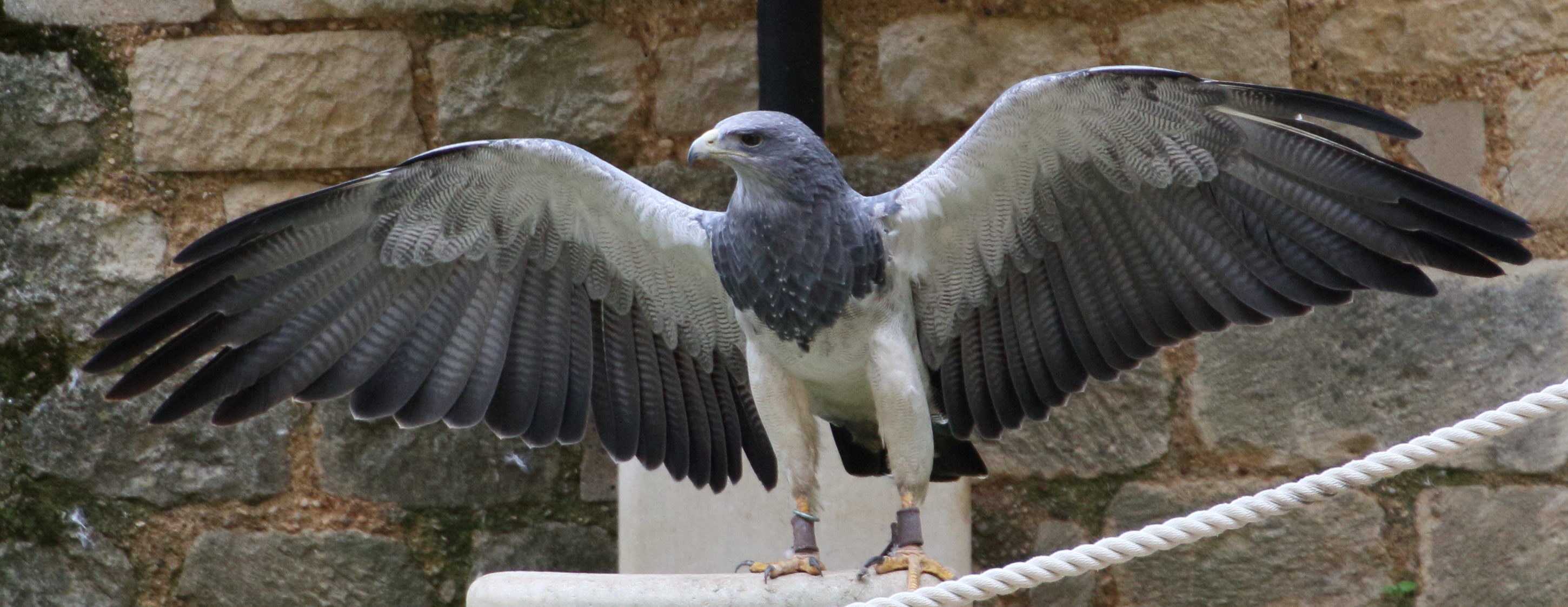 buse_aguia_-_geranoaetus_melanoleucus3md