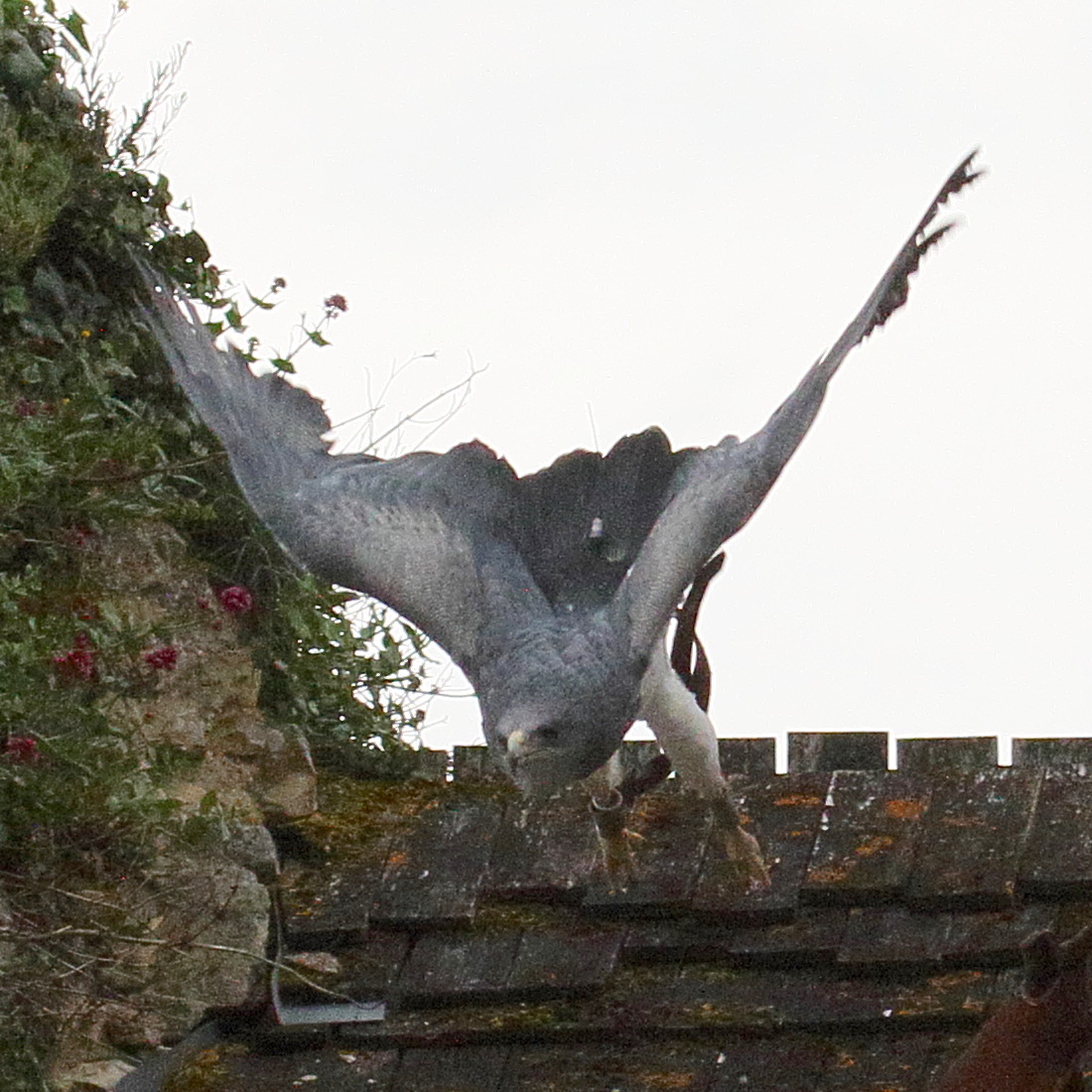 buse_aguia_-_geranoaetus_melanoleucus4bd