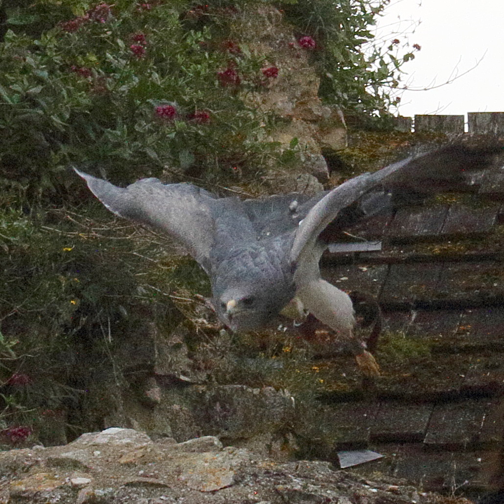 buse_aguia_-_geranoaetus_melanoleucus5bd