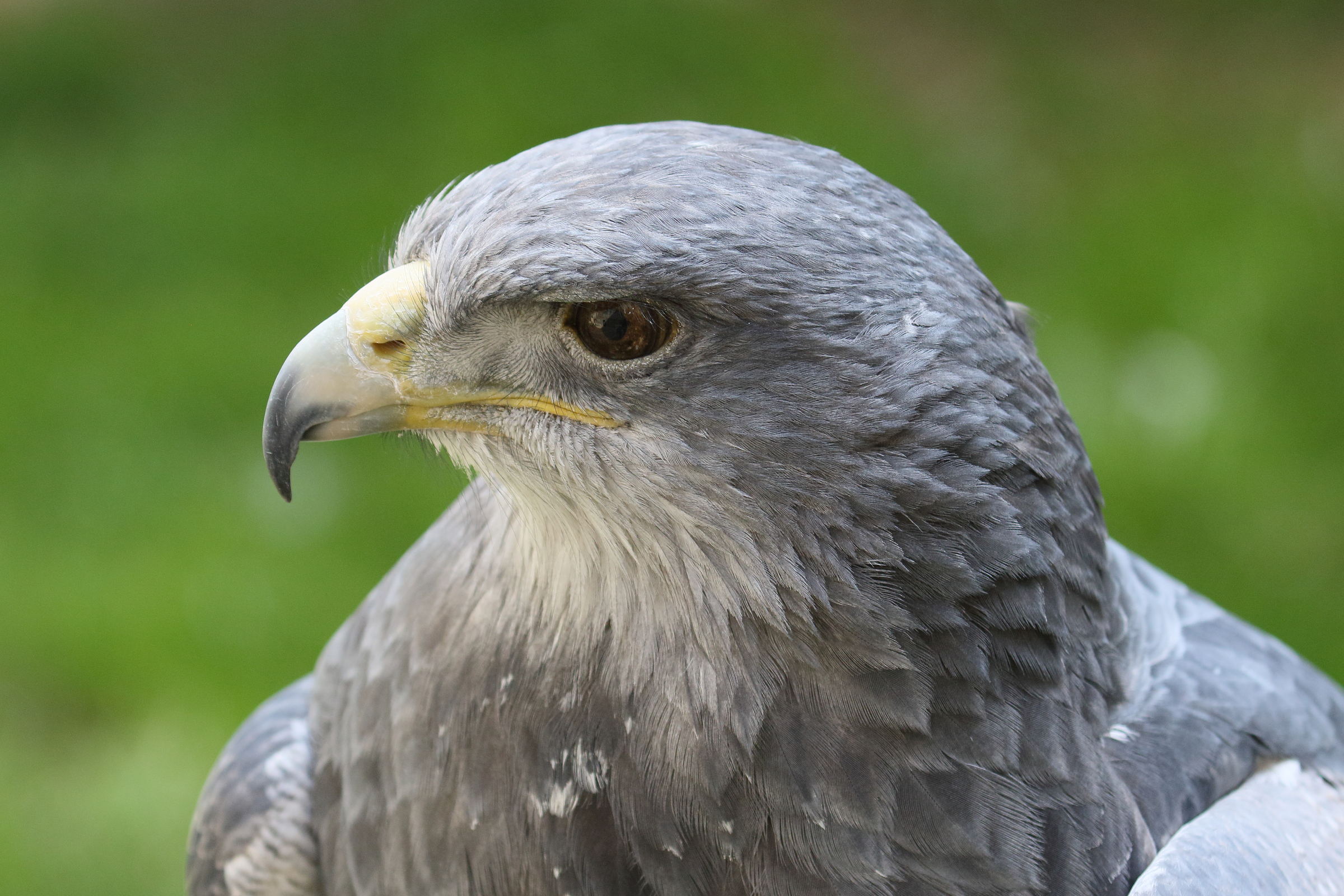 buse_aguia_-_geranoaetus_melanoleucus6bd