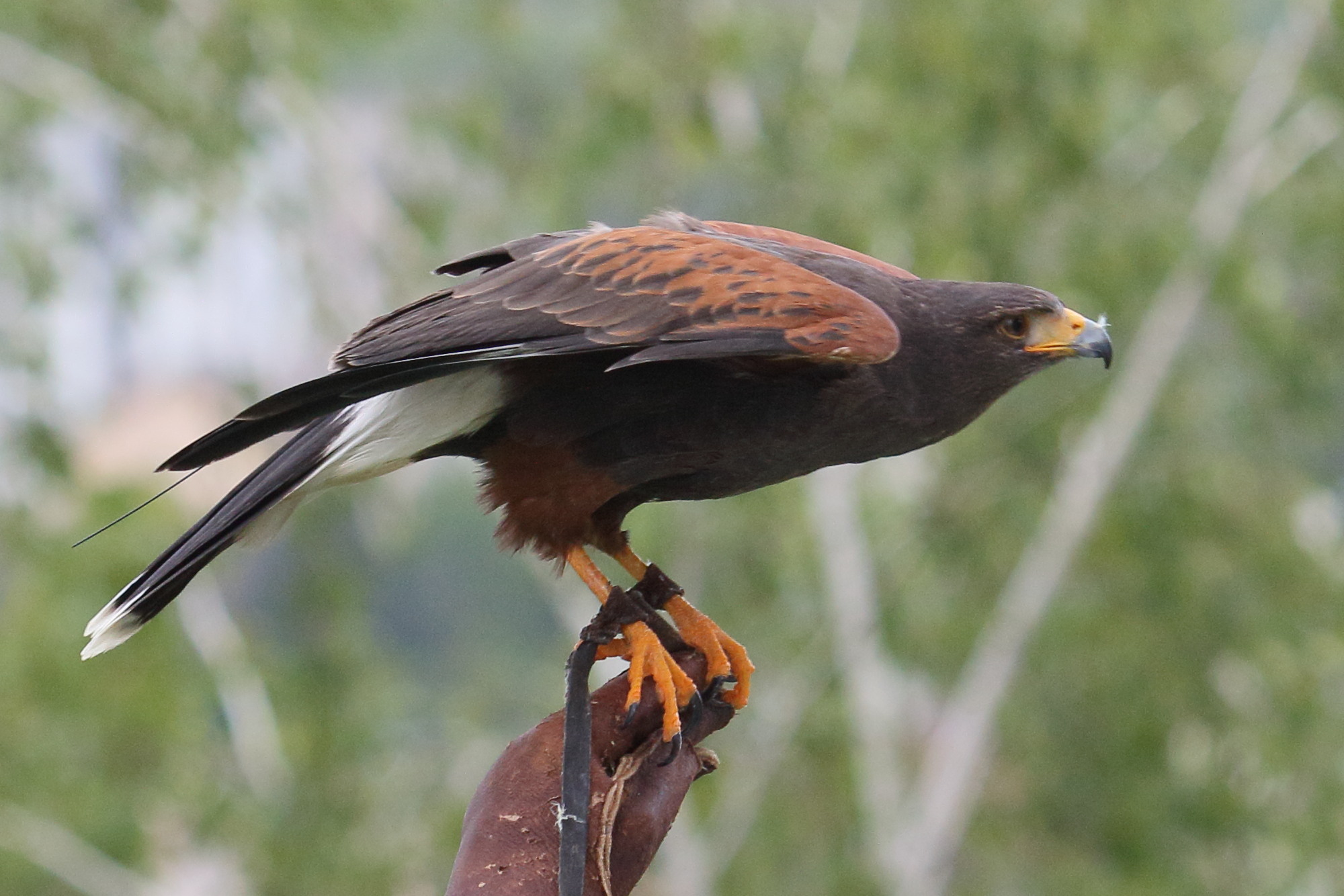 buse_de_harris_-_parabuteo_unicinctus3bd