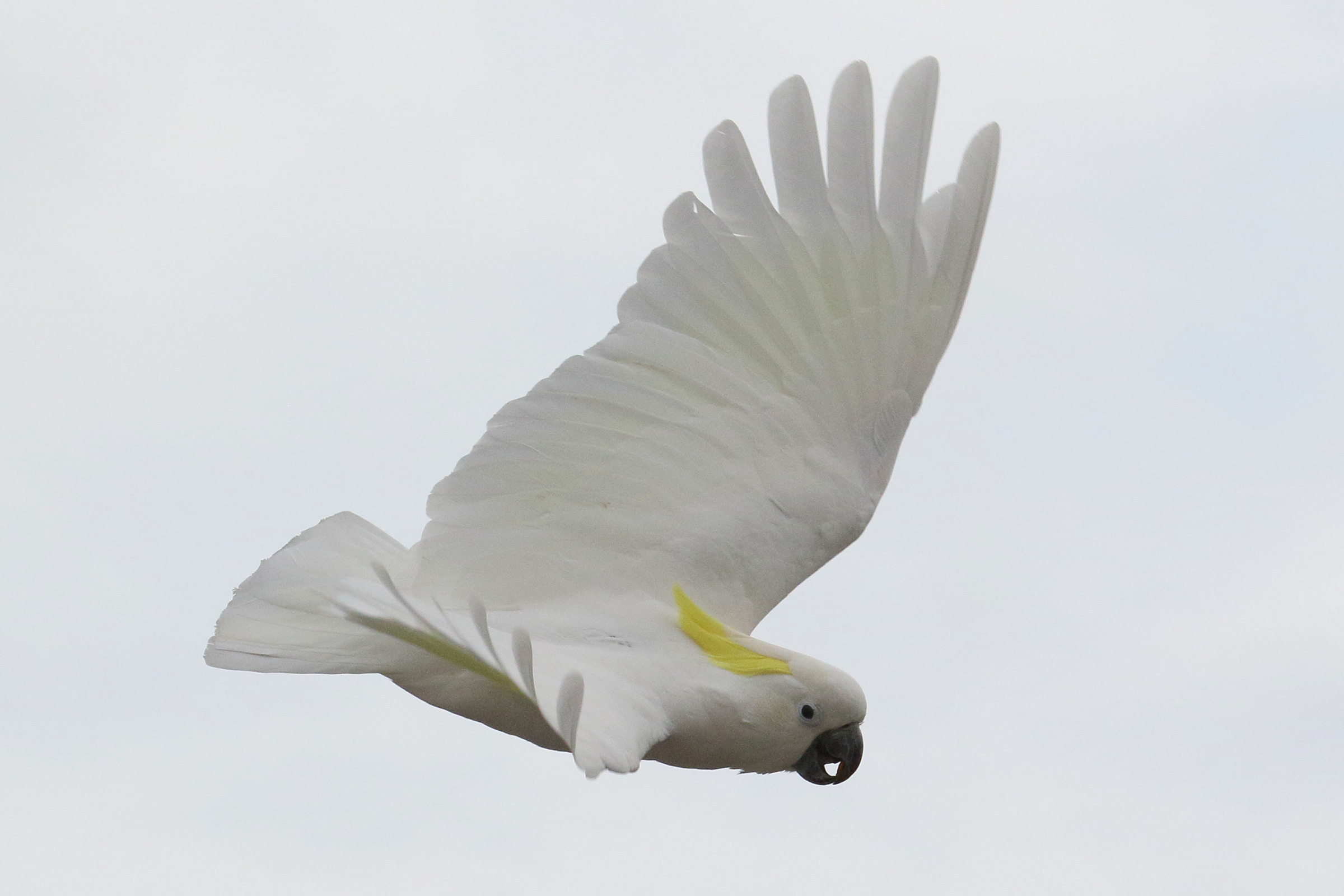 cacatoes_a_huppe_jaune_-_cacatua_galerita3bd