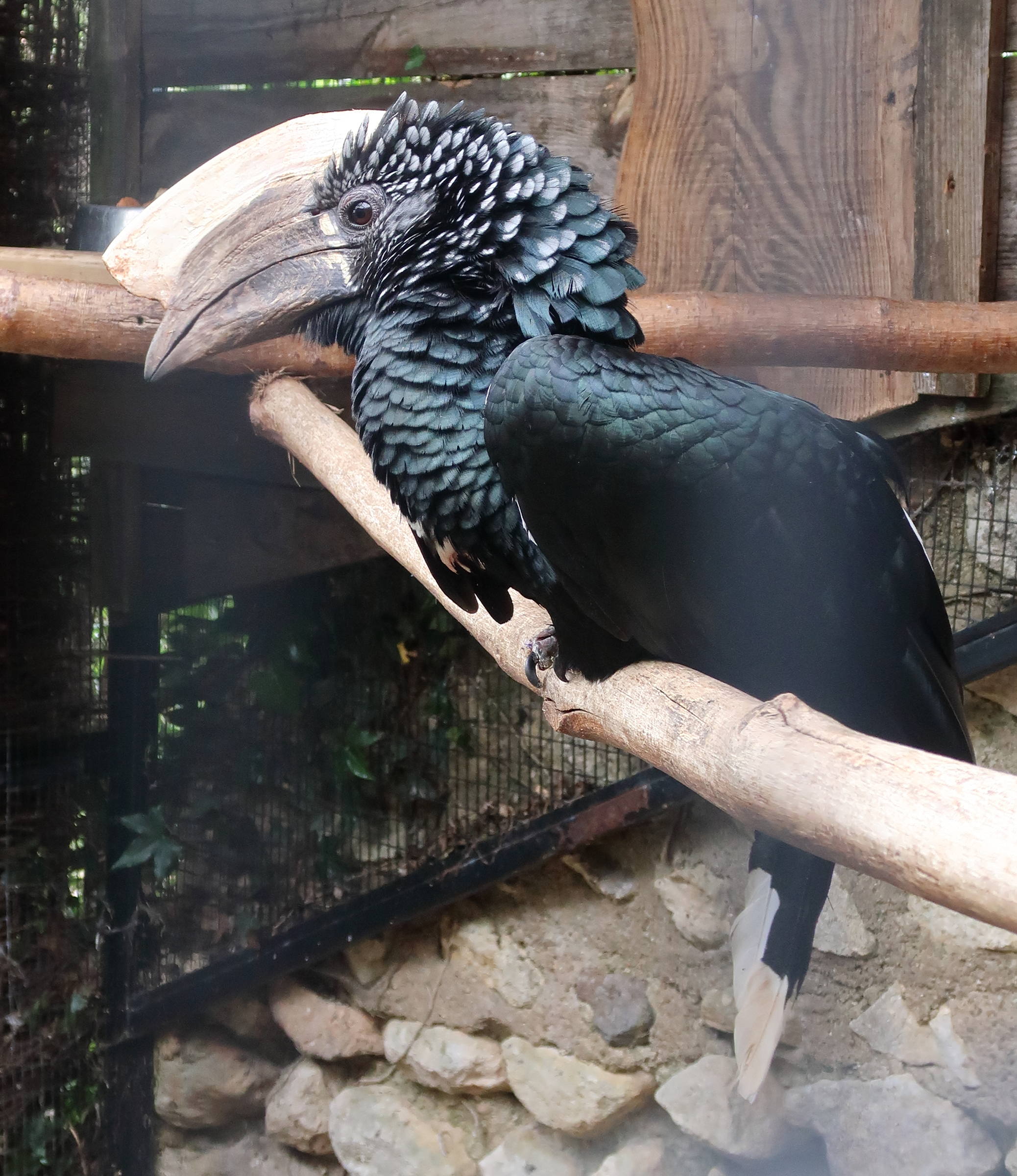 calao_a_joues_argent_-_bycanistes_brevis3md