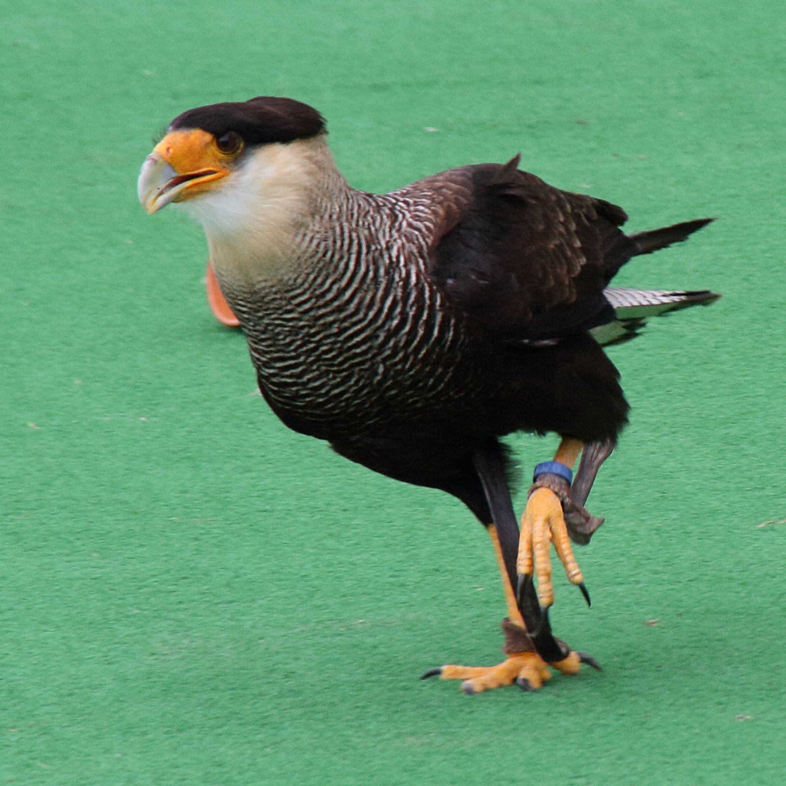 caracara_huppe_-_caracara_plancus4md