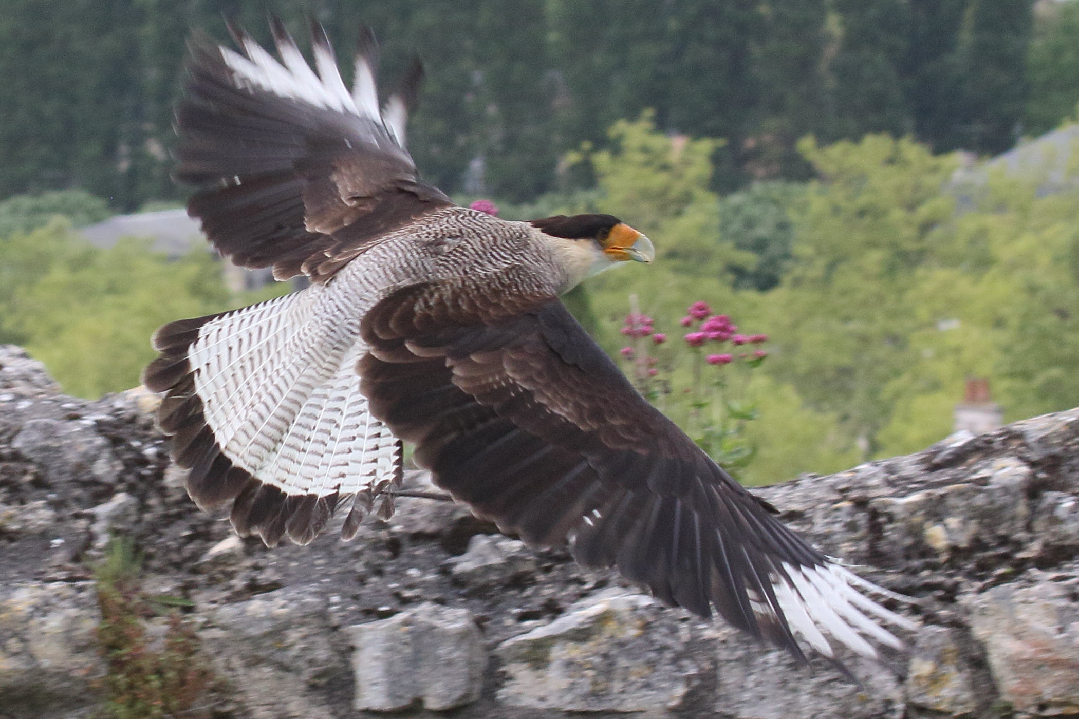 caracara_huppe_-_caracara_plancus5bd