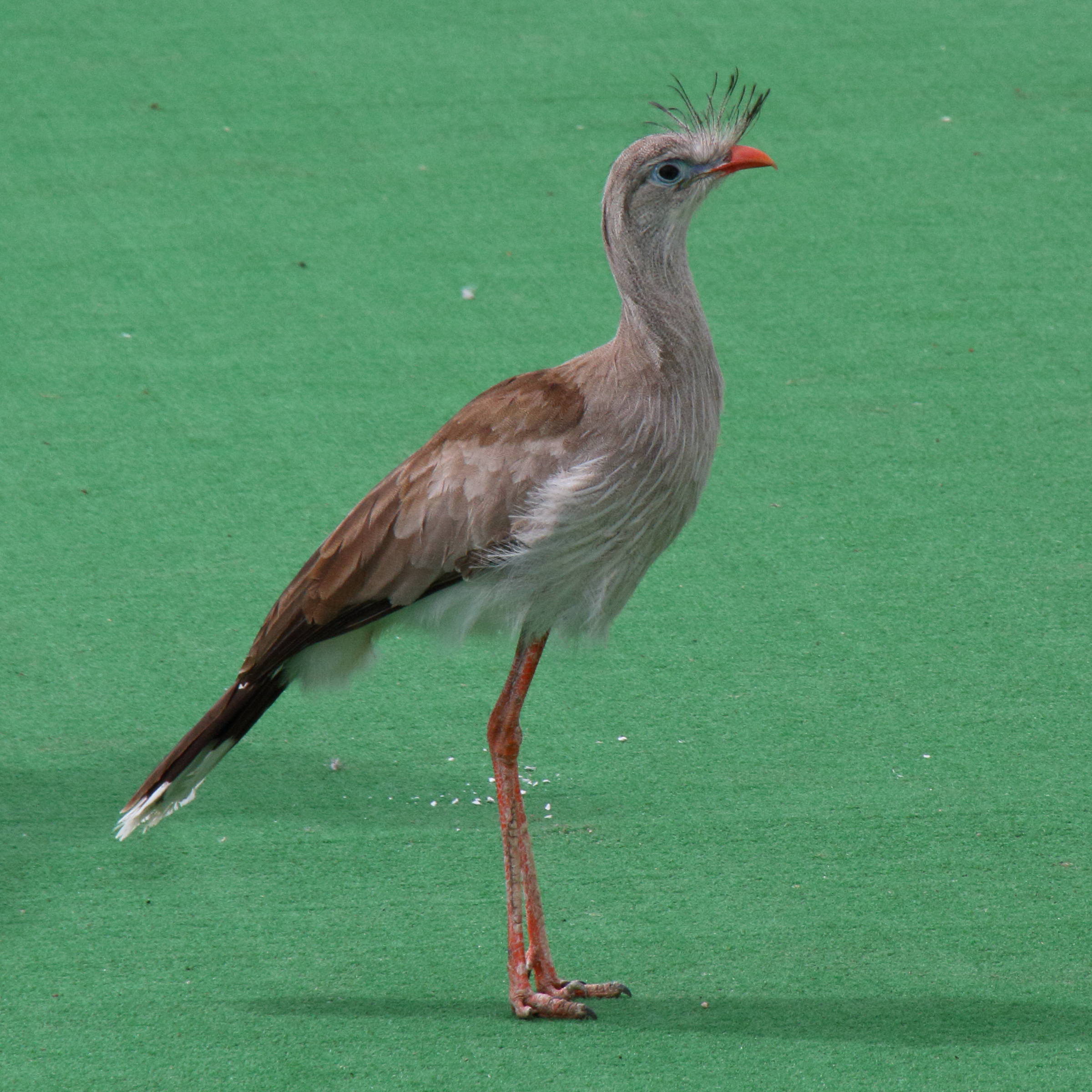 cariama_huppe_-_cariama_cristata6md