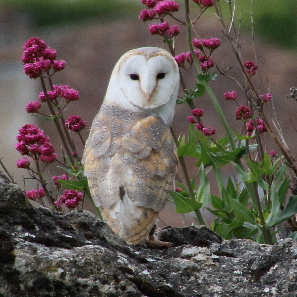 effraie_des_clochers_-_tyto_alba3md