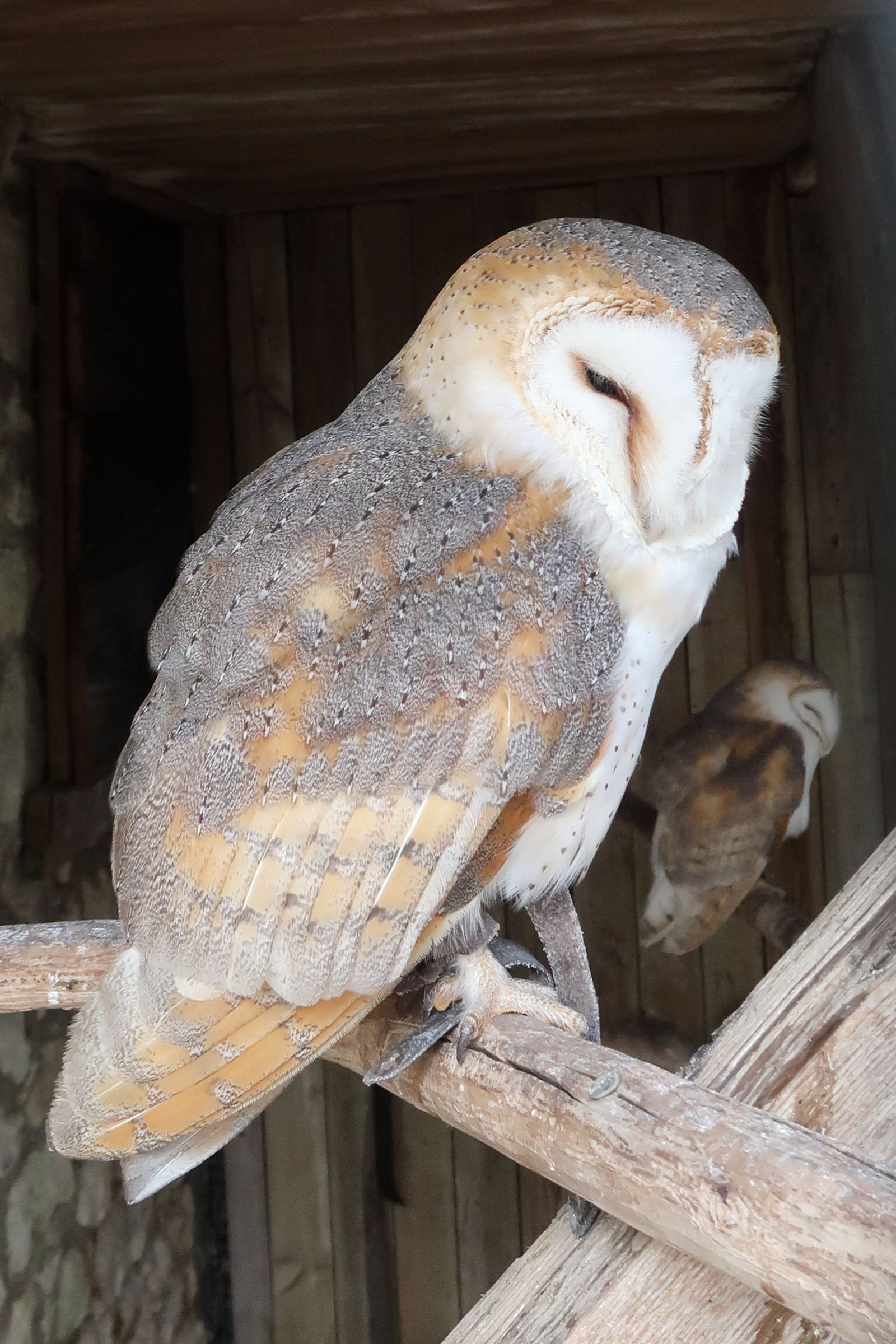 effraie_des_clochers_-_tyto_alba4md