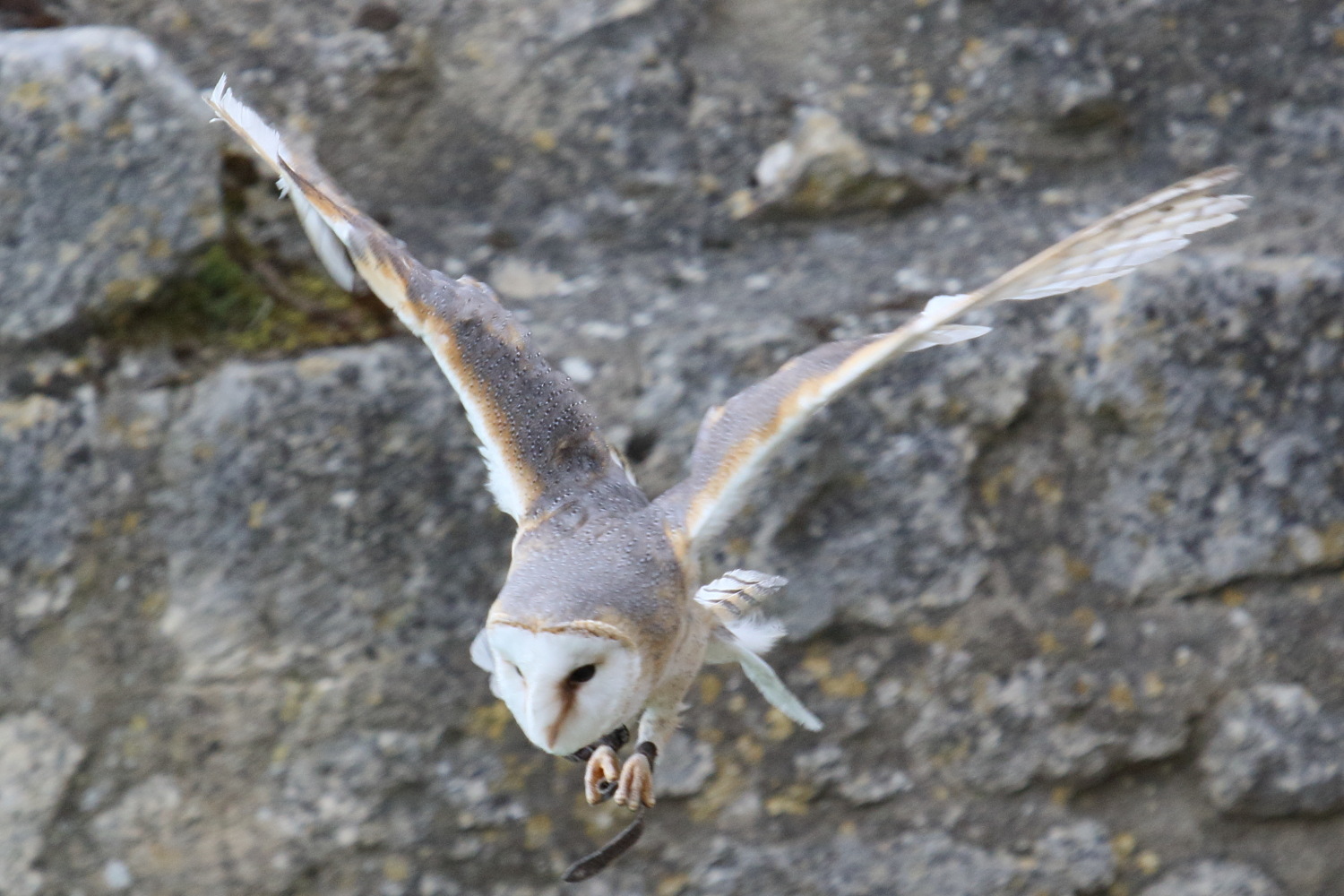 effraie_des_clochers_-_tyto_alba5bd