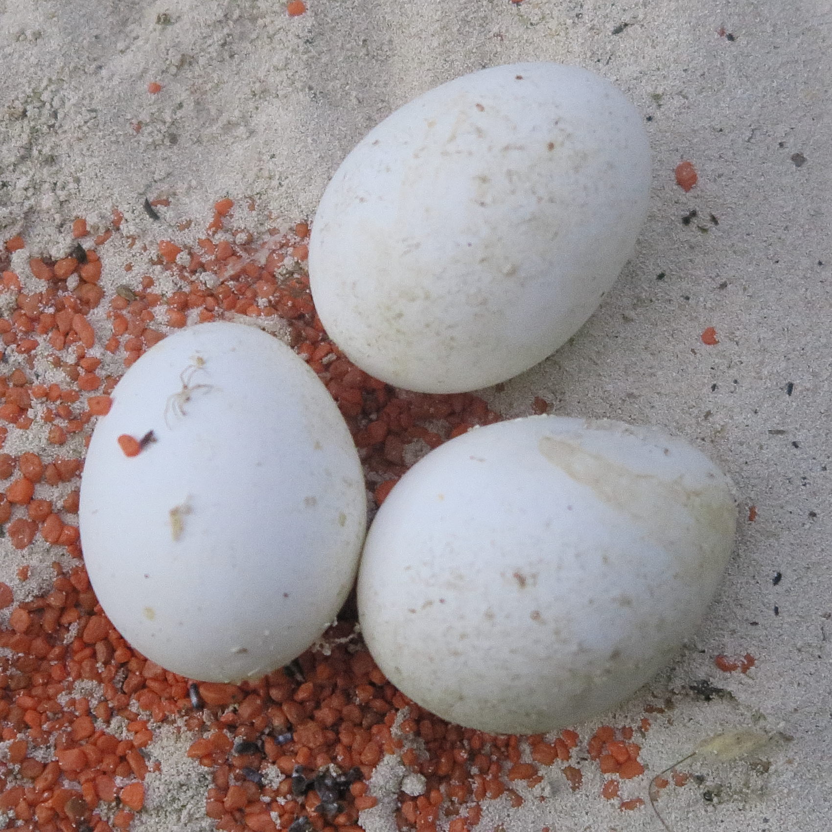 effraie_des_clochers_-_tyto_alba_oeuf1bd