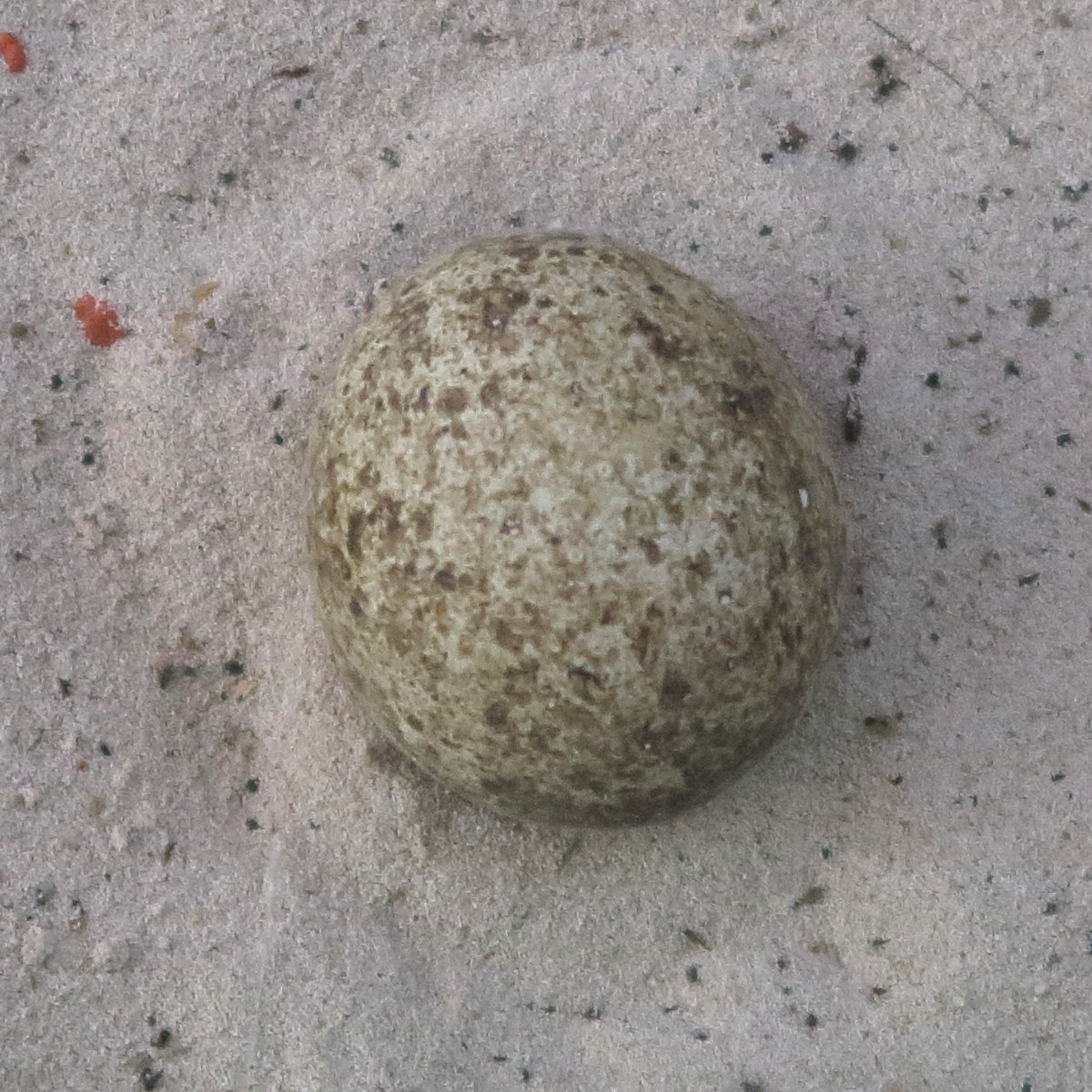 faucon_crecerelle_-_falco_tinnunculus_oeuf1bd