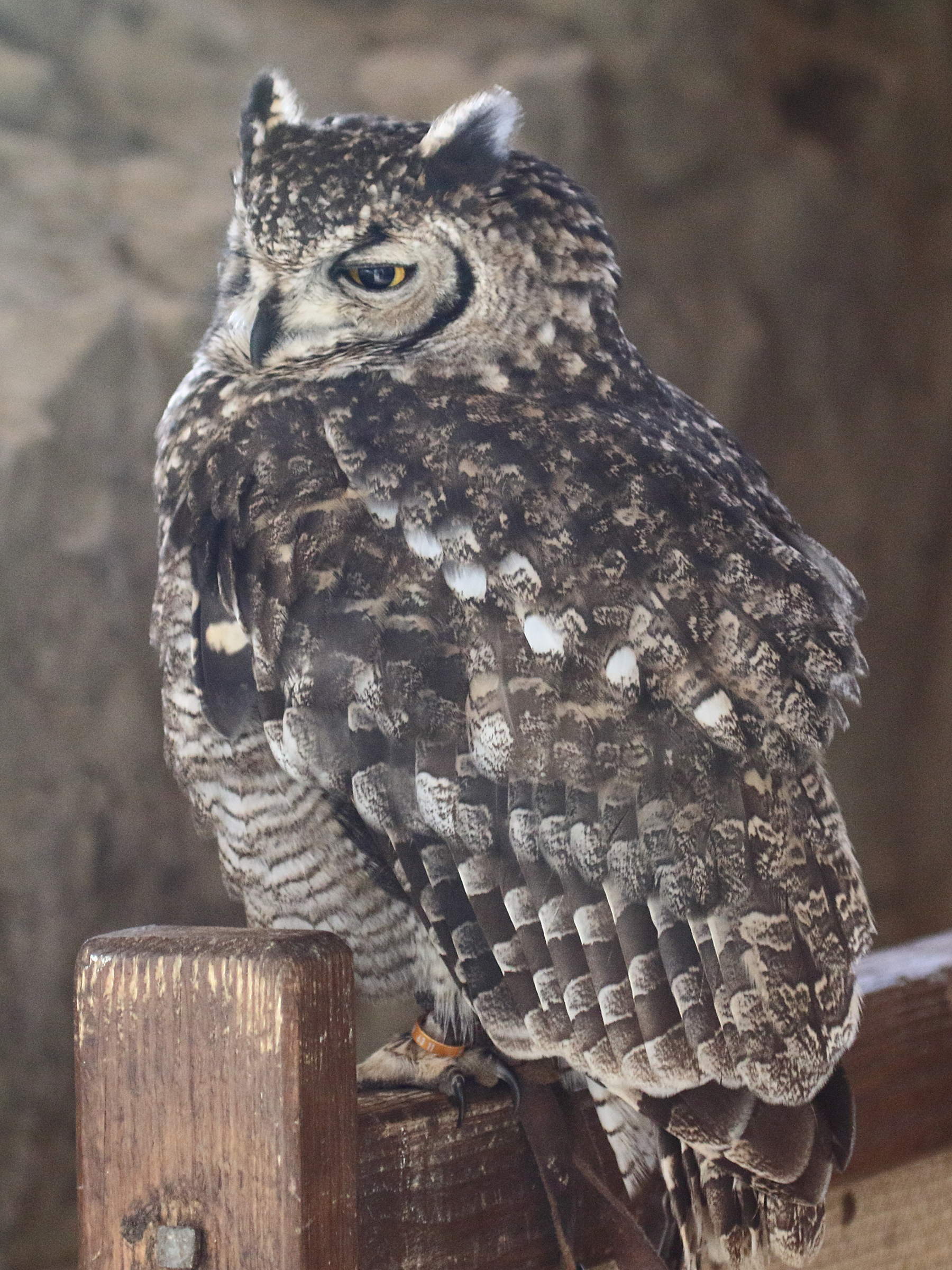 grand-duc_africain_-_bubo_africanus2bd