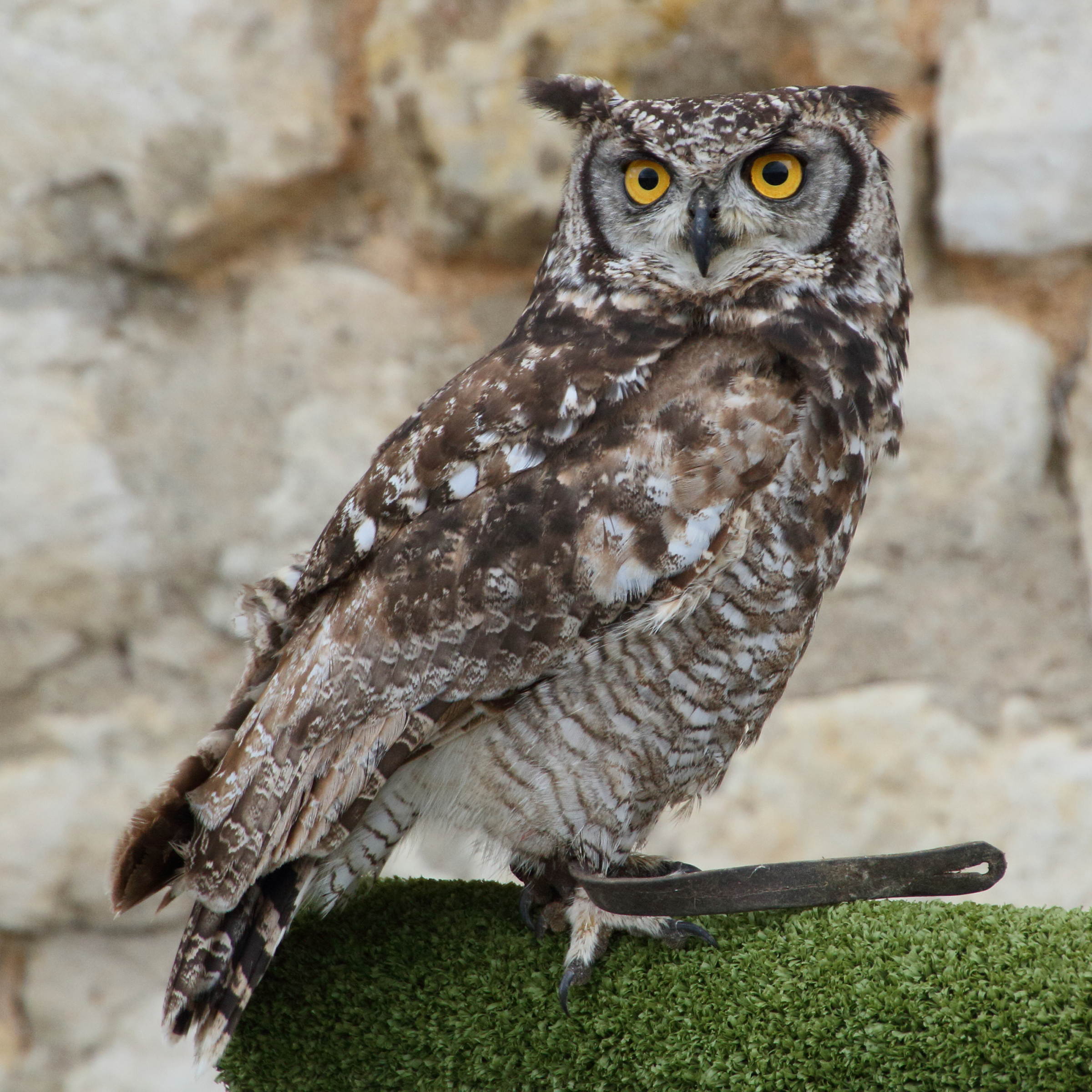 grand-duc_africain_-_bubo_africanus3md