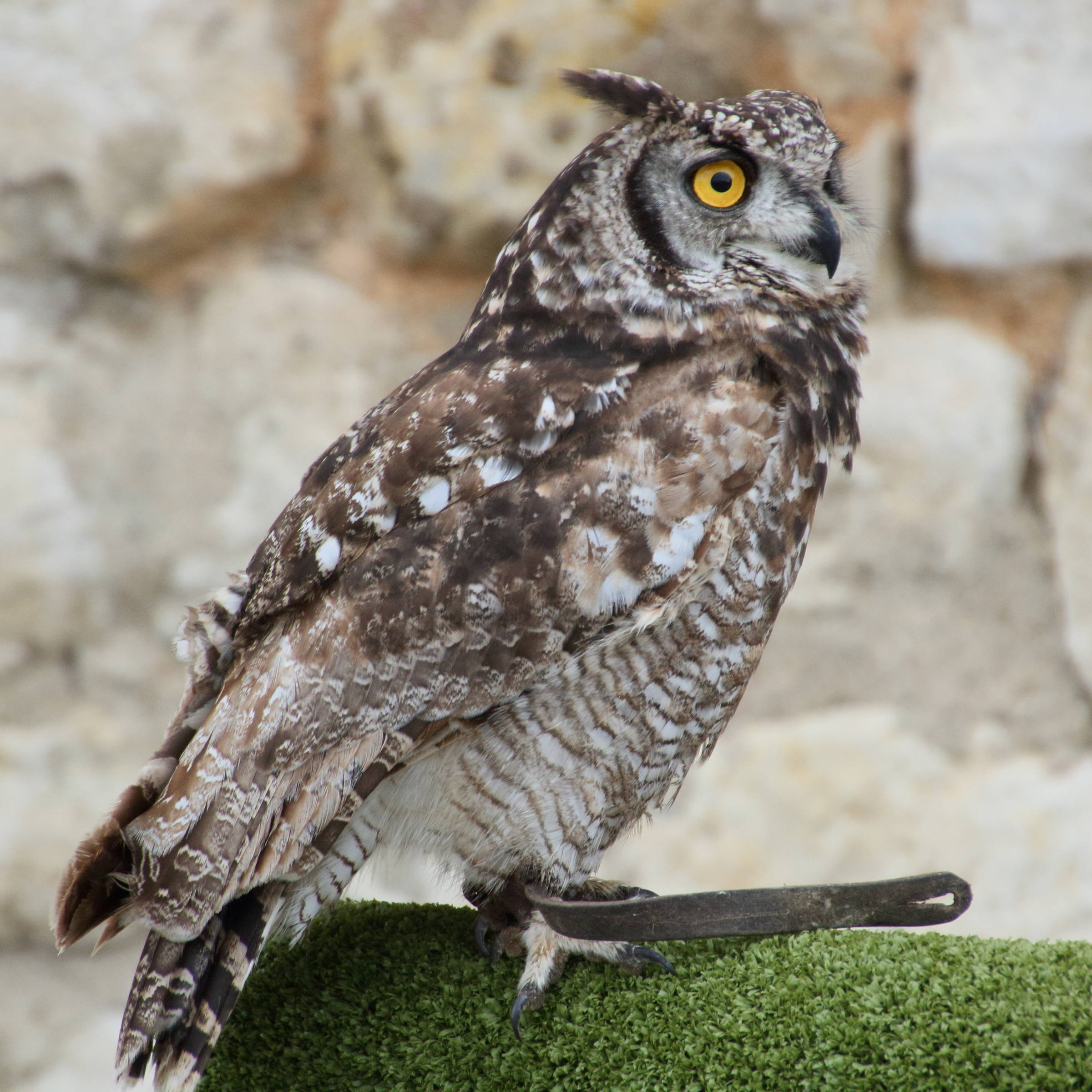 grand-duc_africain_-_bubo_africanus4md