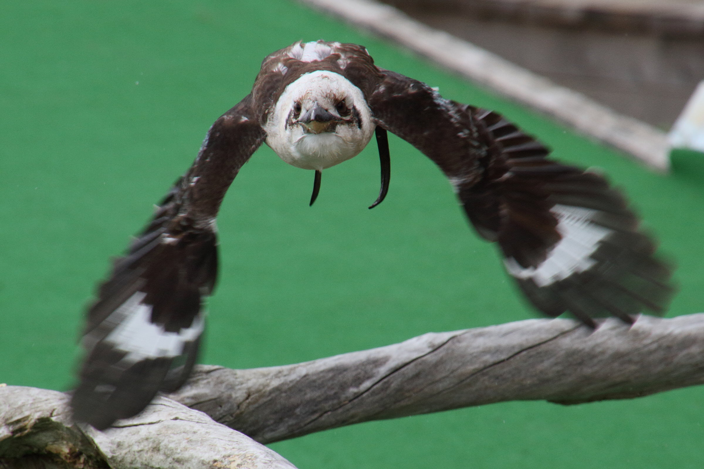 martin-chasseur_geant_-_dacelo_novaeguineae3md