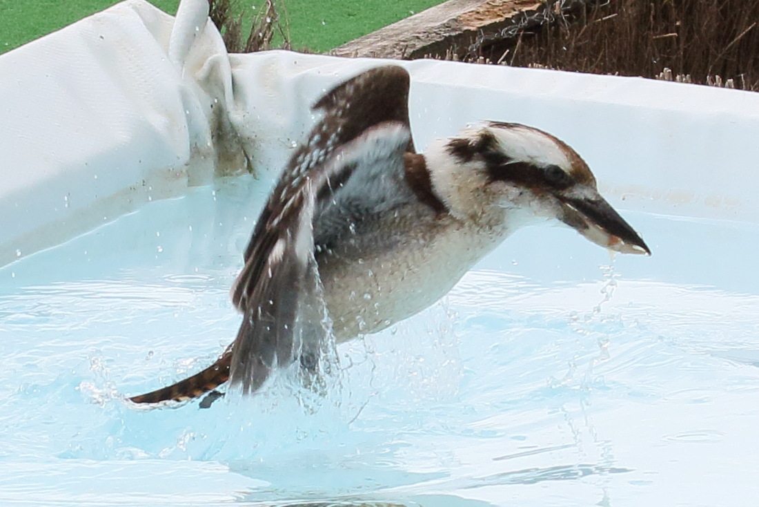 martin-chasseur_geant_-_dacelo_novaeguineae4bd