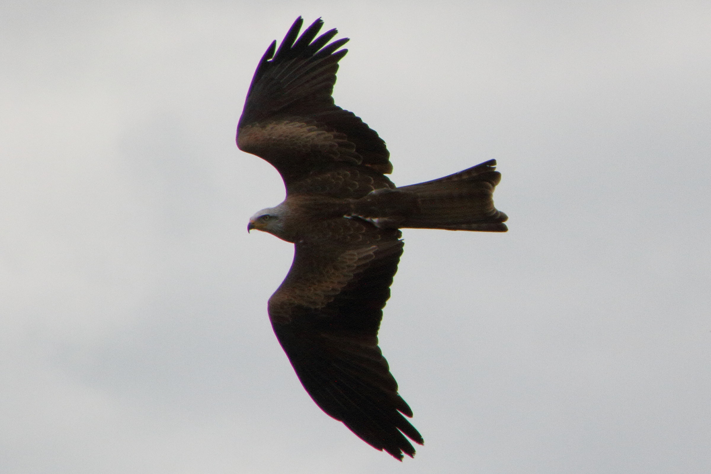 milan_noir_-_milvus_migrans7md