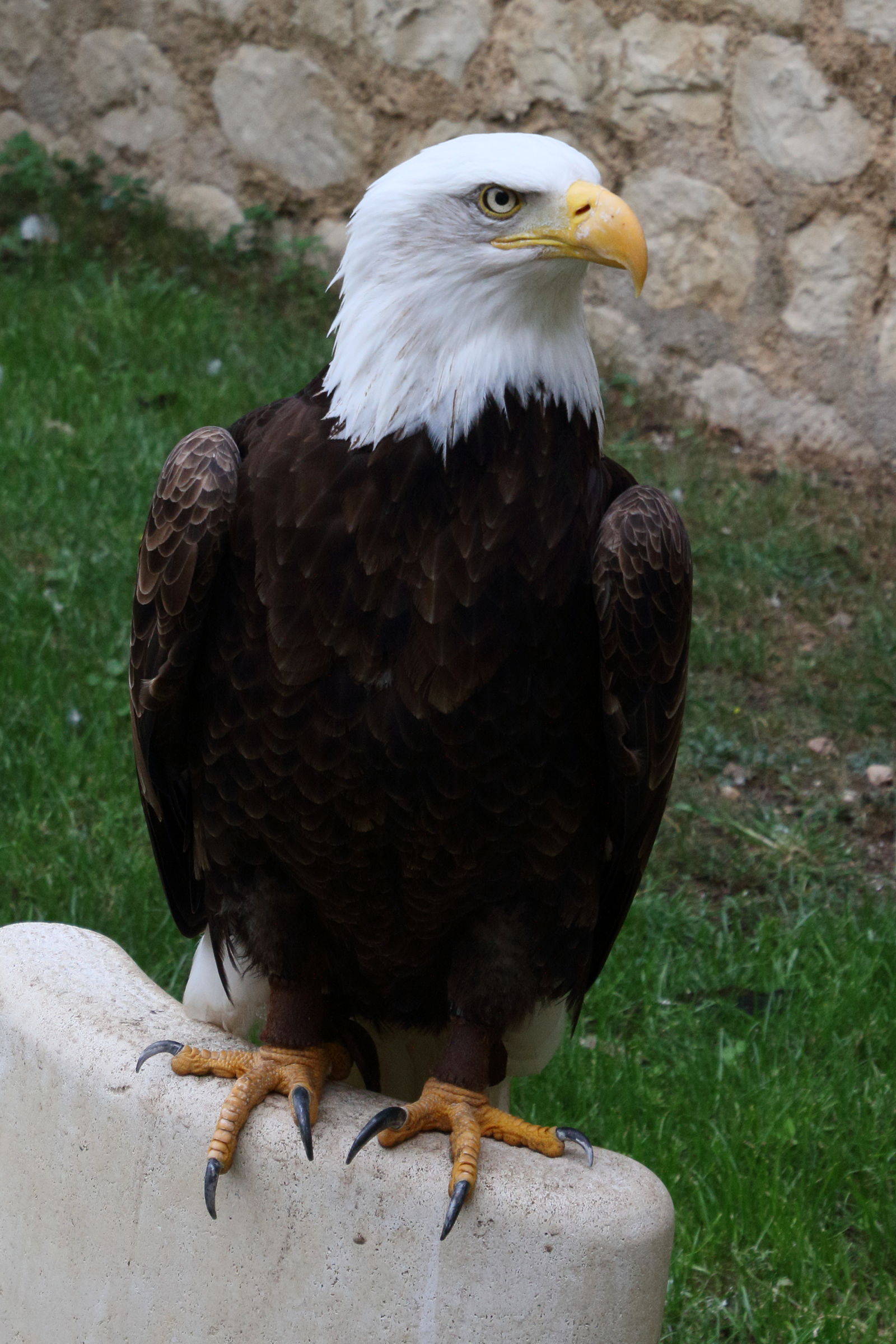 Afficher le média pygargue_a_tete_blanche_-_haliaeetus_leucocephalus6md pygargue_a_tete_blanche_-_haliaeetus_leucocephalus6md