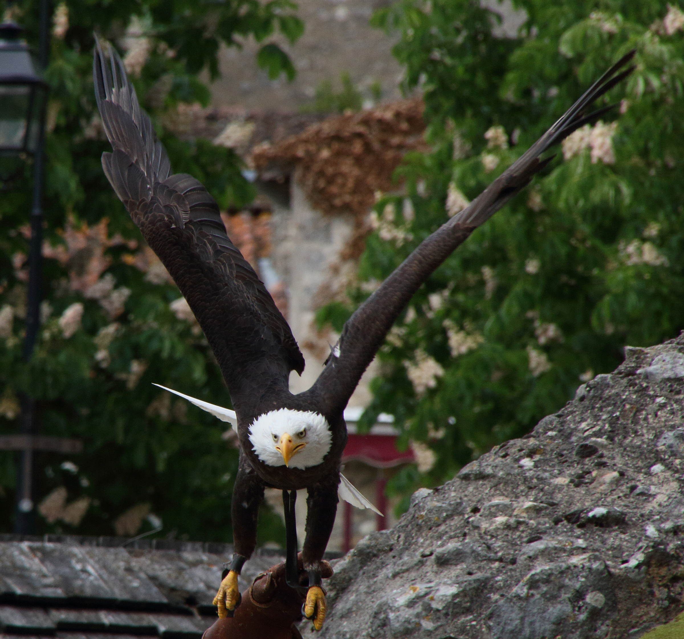 Afficher le média pygargue_a_tete_blanche_-_haliaeetus_leucocephalus7md pygargue_a_tete_blanche_-_haliaeetus_leucocephalus7md