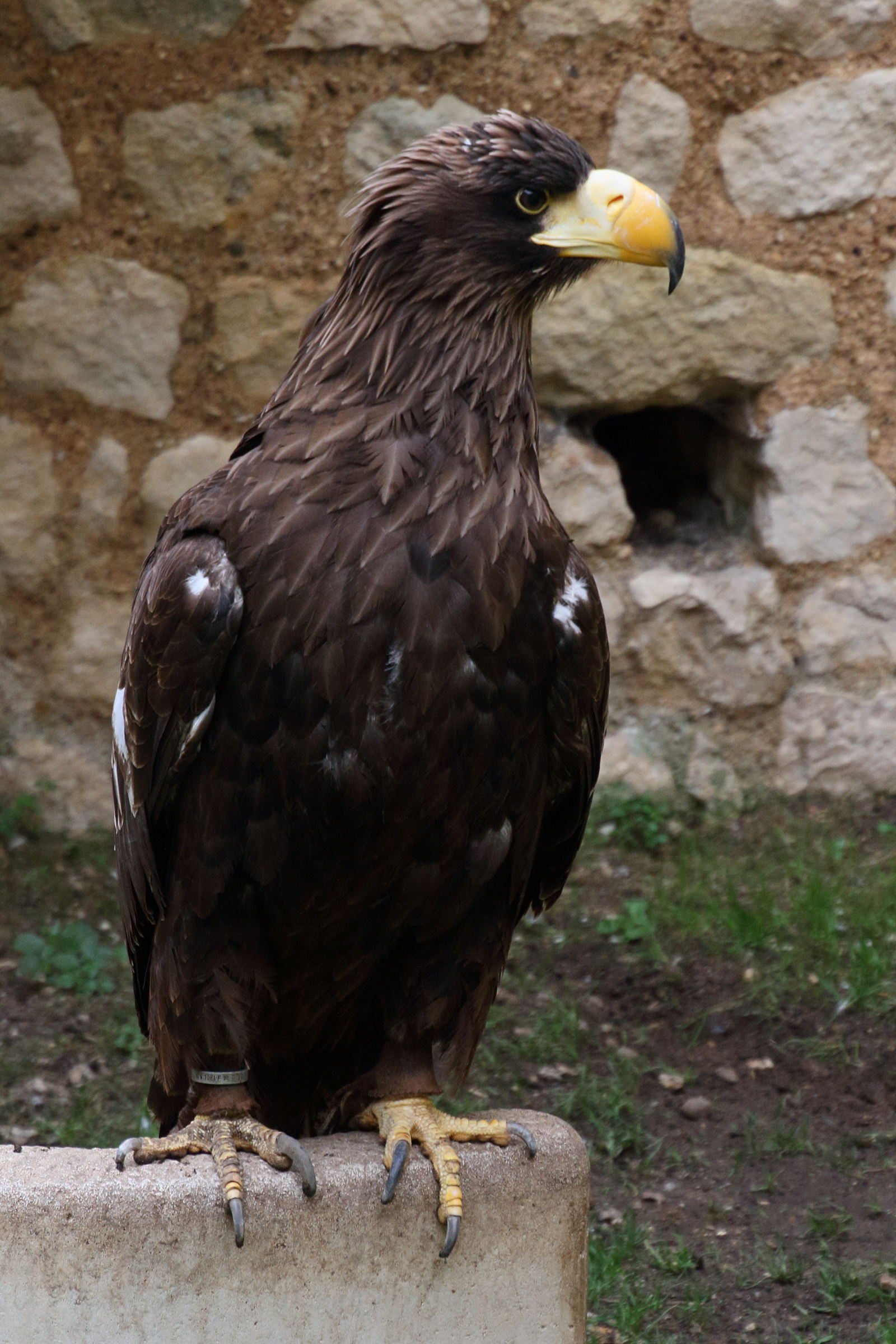 Afficher le média pygargue_de_steller_-_haliaeetus_pelagicus3md pygargue_de_steller_-_haliaeetus_pelagicus3md