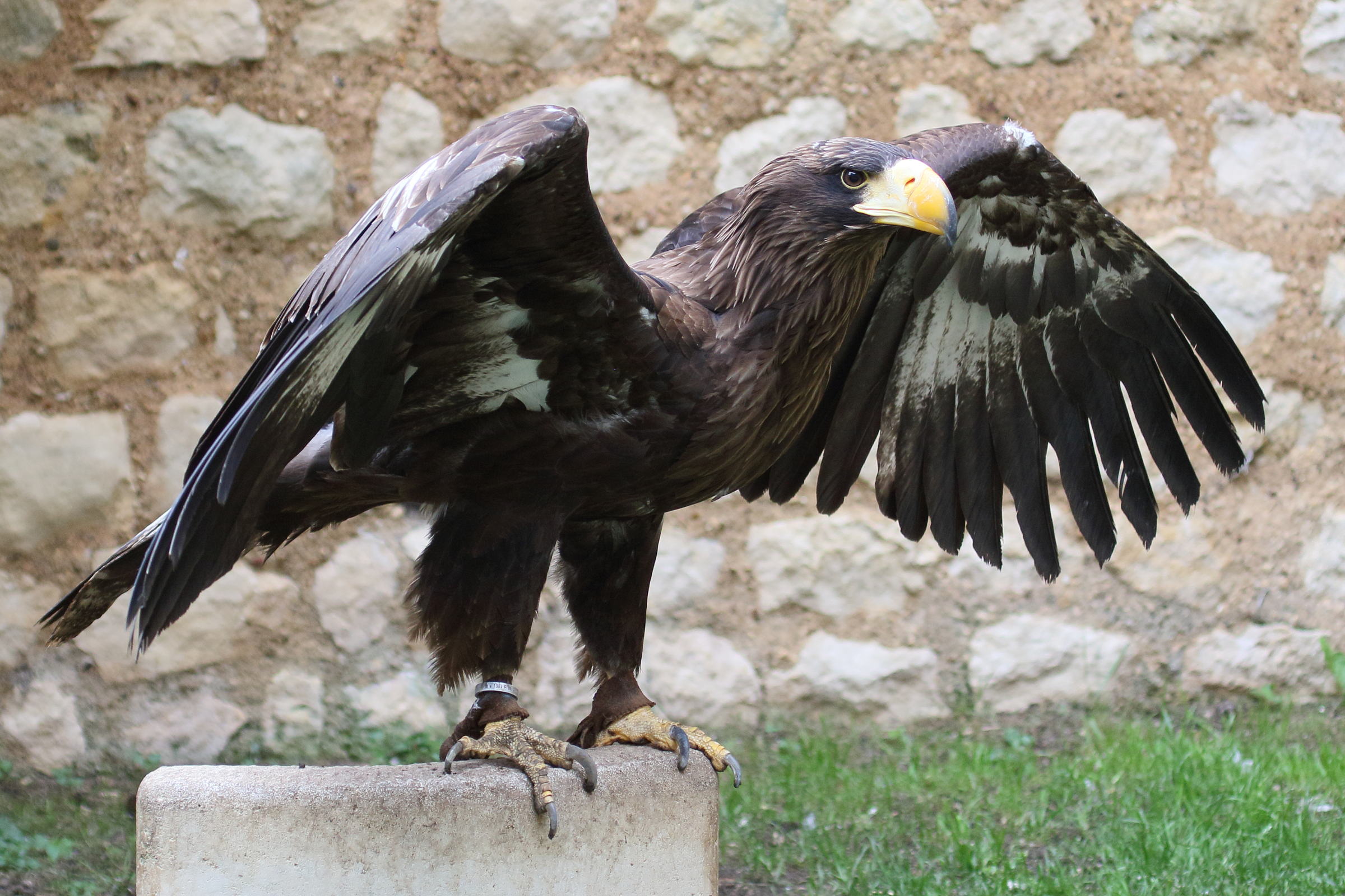 Afficher le média pygargue_de_steller_-_haliaeetus_pelagicus4bd pygargue_de_steller_-_haliaeetus_pelagicus4bd