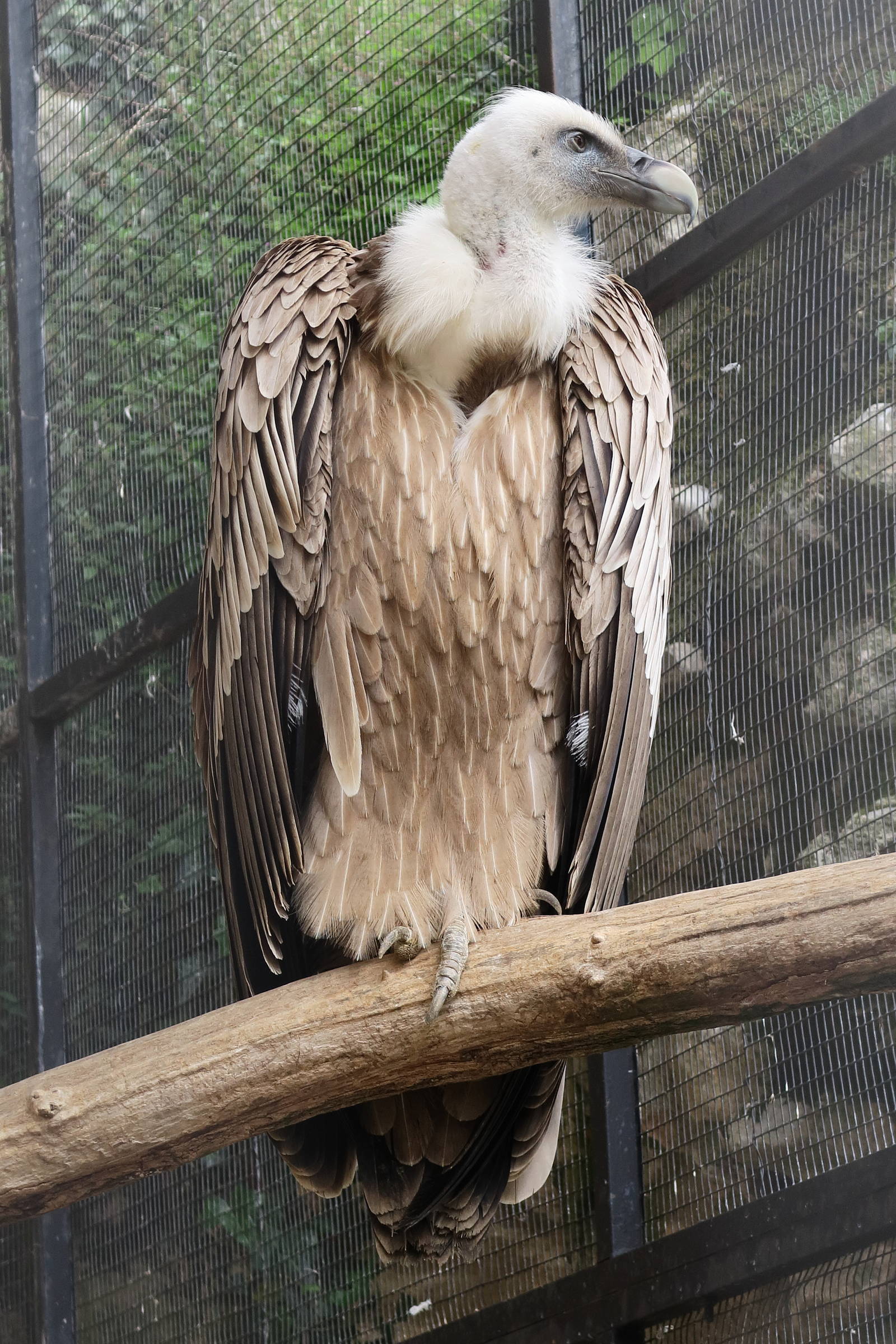 vautour_a_dos_blanc_-_gyps_africanus1bd