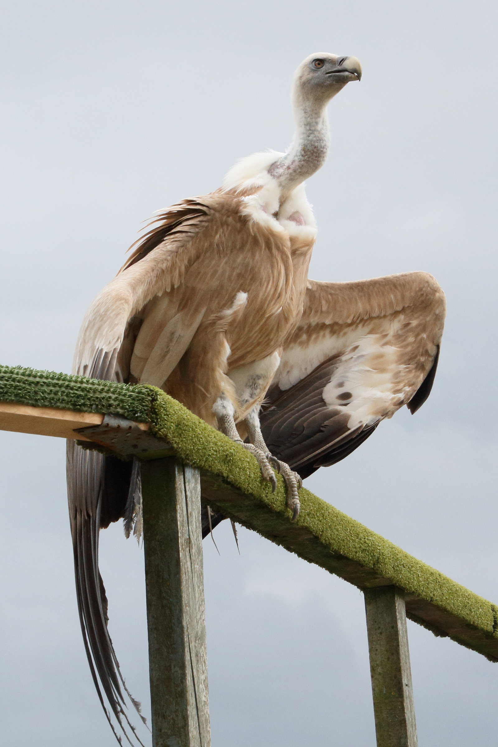 vautour_fauve_-_gyps_fulvus7md