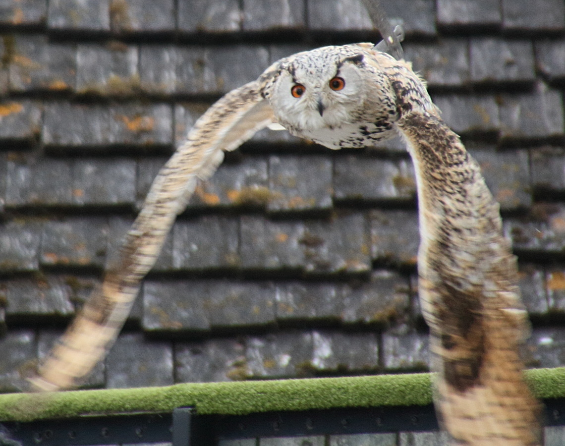 grand-duc_de_siberie_-_bubo_bubo_sibiricus1amd