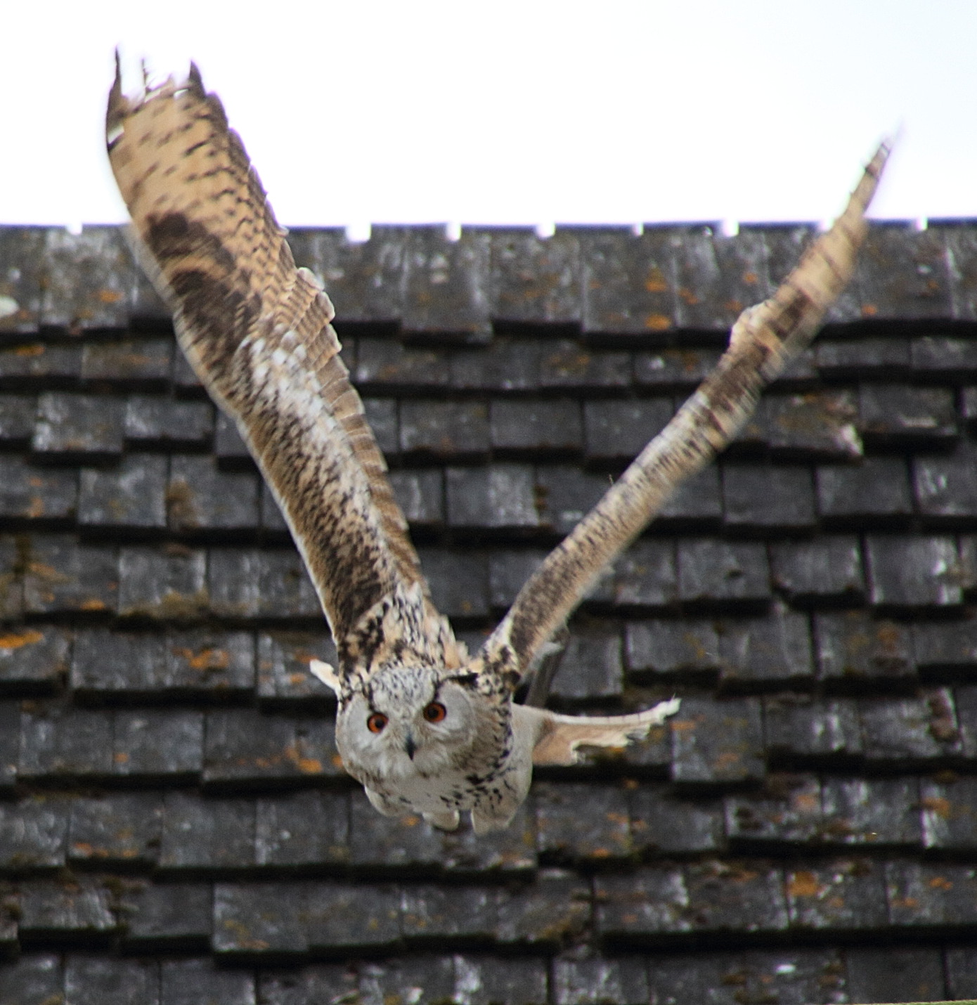 grand-duc_de_siberie_-_bubo_bubo_sibiricus1bmd