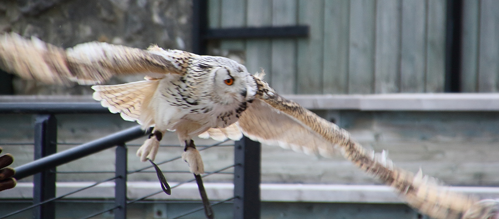 grand-duc_de_siberie_-_bubo_bubo_sibiricus2md
