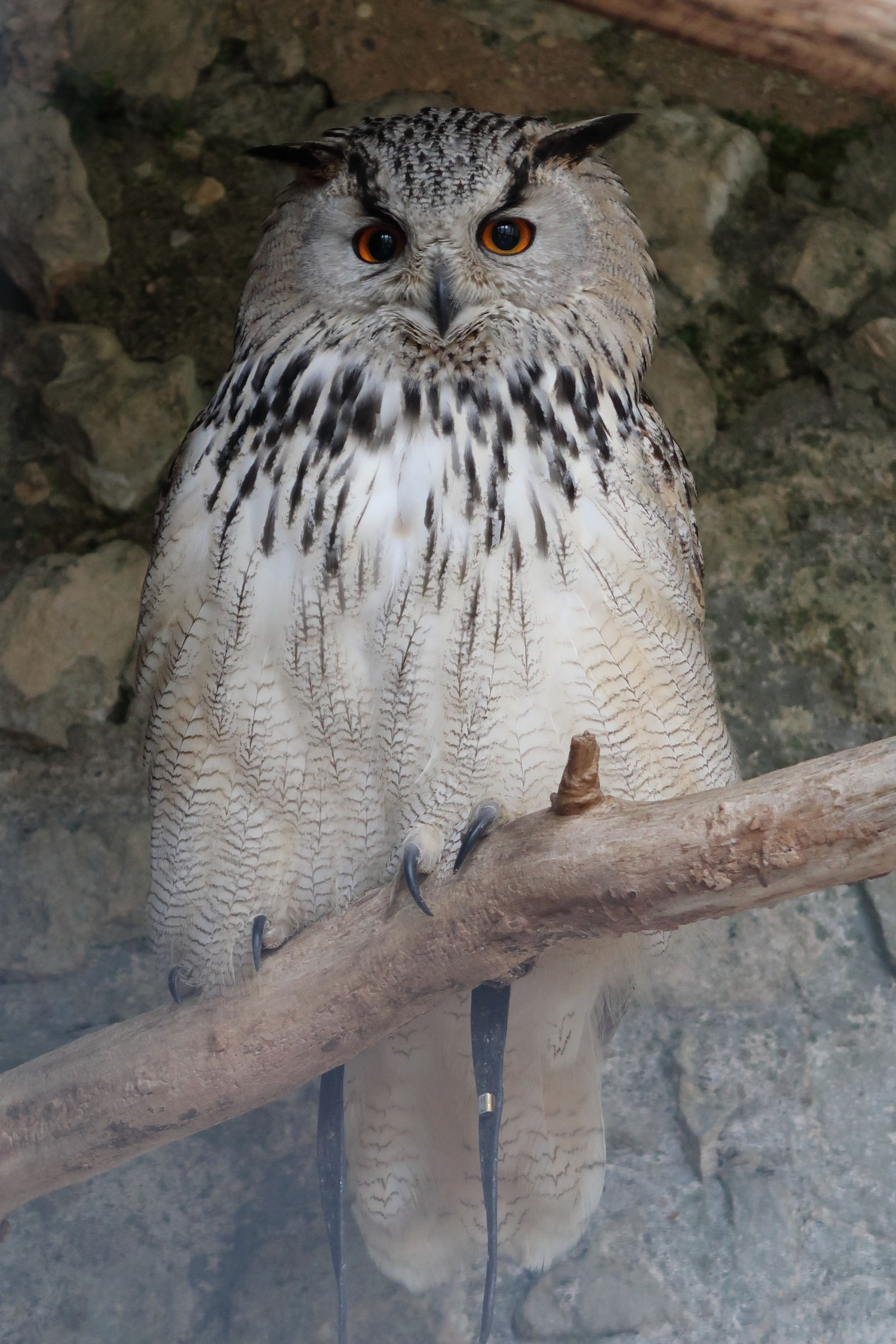 grand-duc_de_siberie_-_bubo_bubo_sibiricus3md