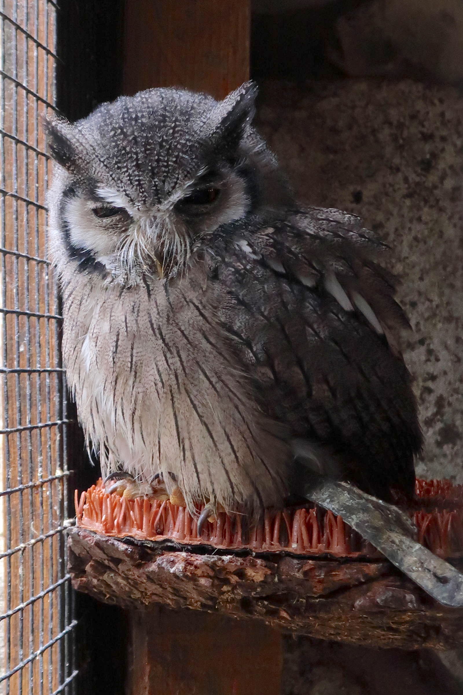 Afficher le média petit-duc_de_grant_-_ptilopsis_granti1md petit-duc_de_grant_-_ptilopsis_granti1md