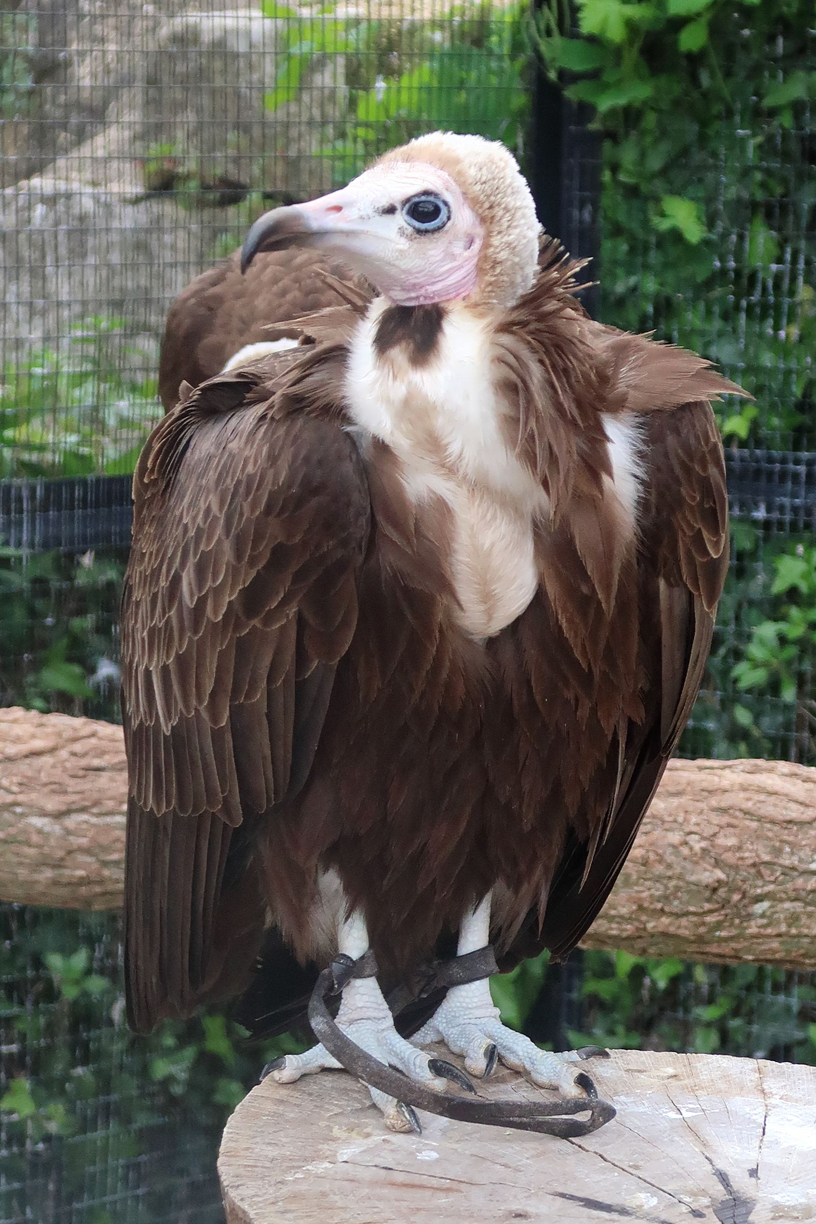 Afficher le média vautour_charognard_-_necrosyrtes_monachus1md vautour_charognard_-_necrosyrtes_monachus1md