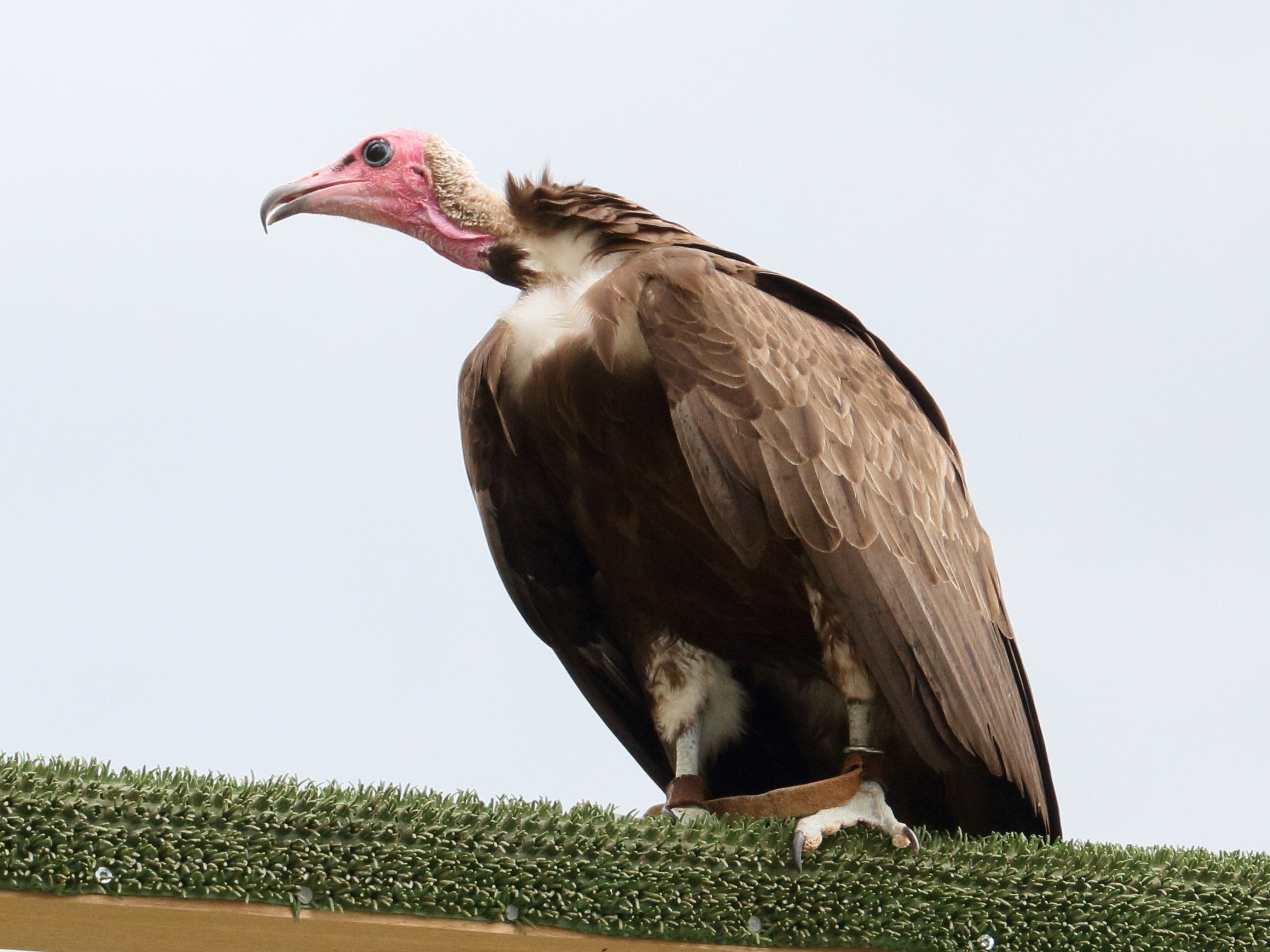 Afficher le média vautour_charognard_-_necrosyrtes_monachus2md vautour_charognard_-_necrosyrtes_monachus2md