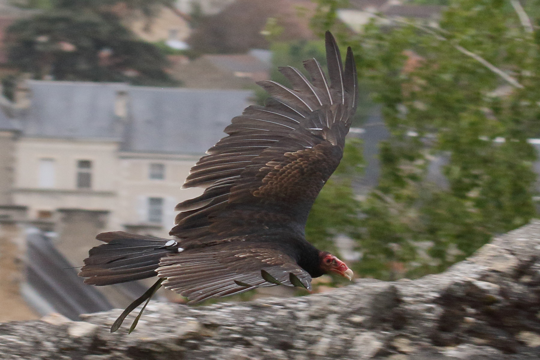 Afficher le média vautour_charognard_-_necrosyrtes_monachus3bd vautour_charognard_-_necrosyrtes_monachus3bd