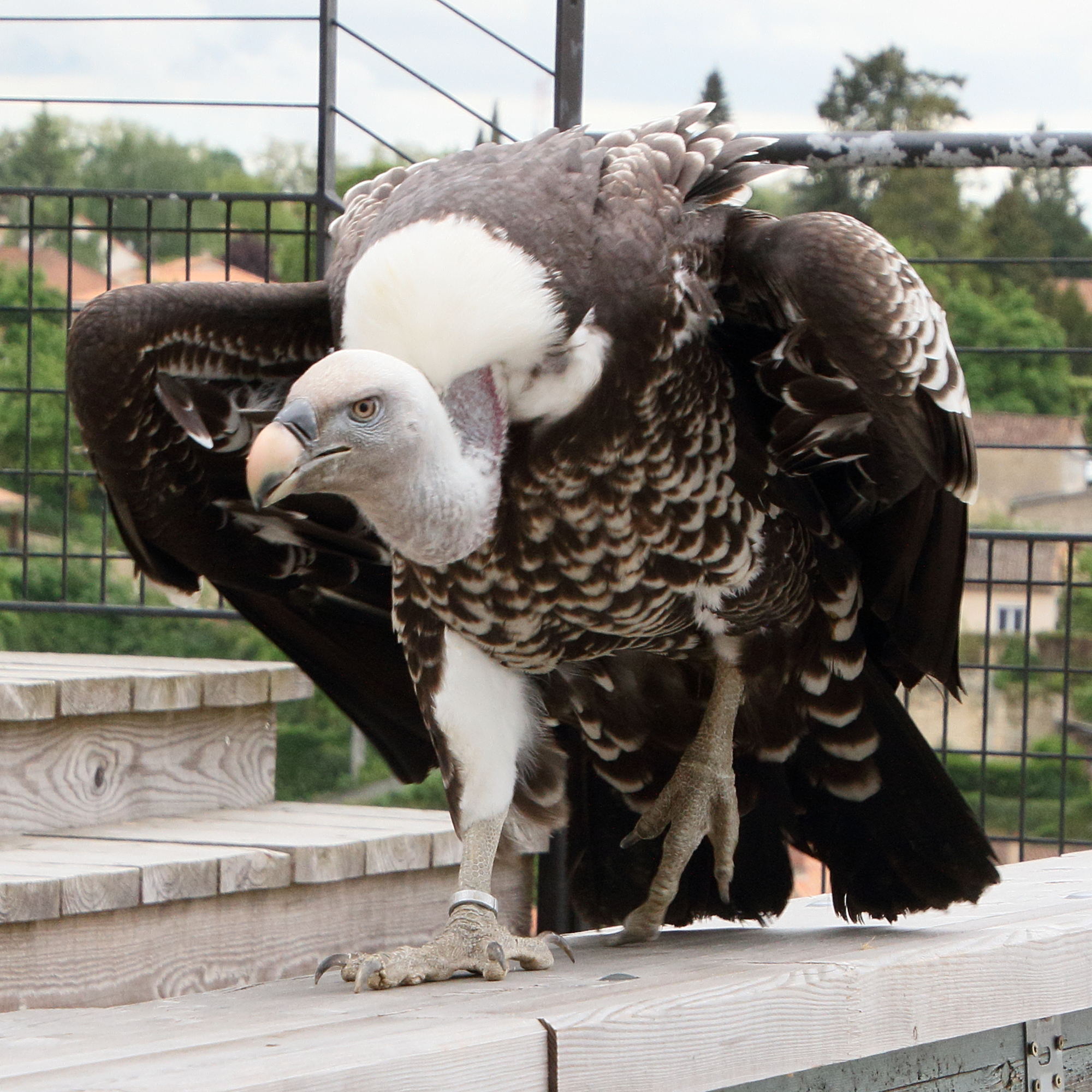 vautour_de_ruppell_-_gyps_rueppelli1md