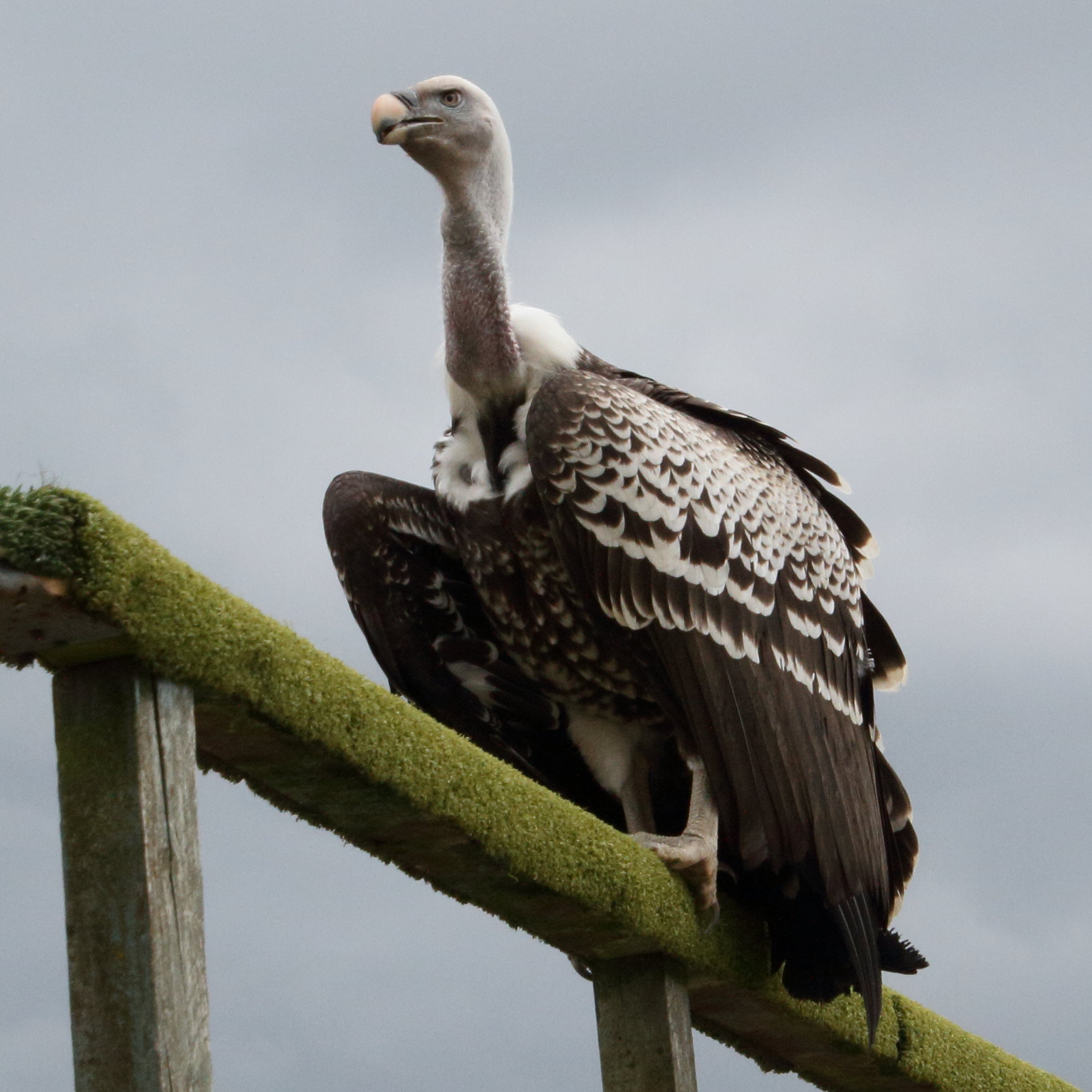 vautour_de_ruppell_-_gyps_rueppelli2md